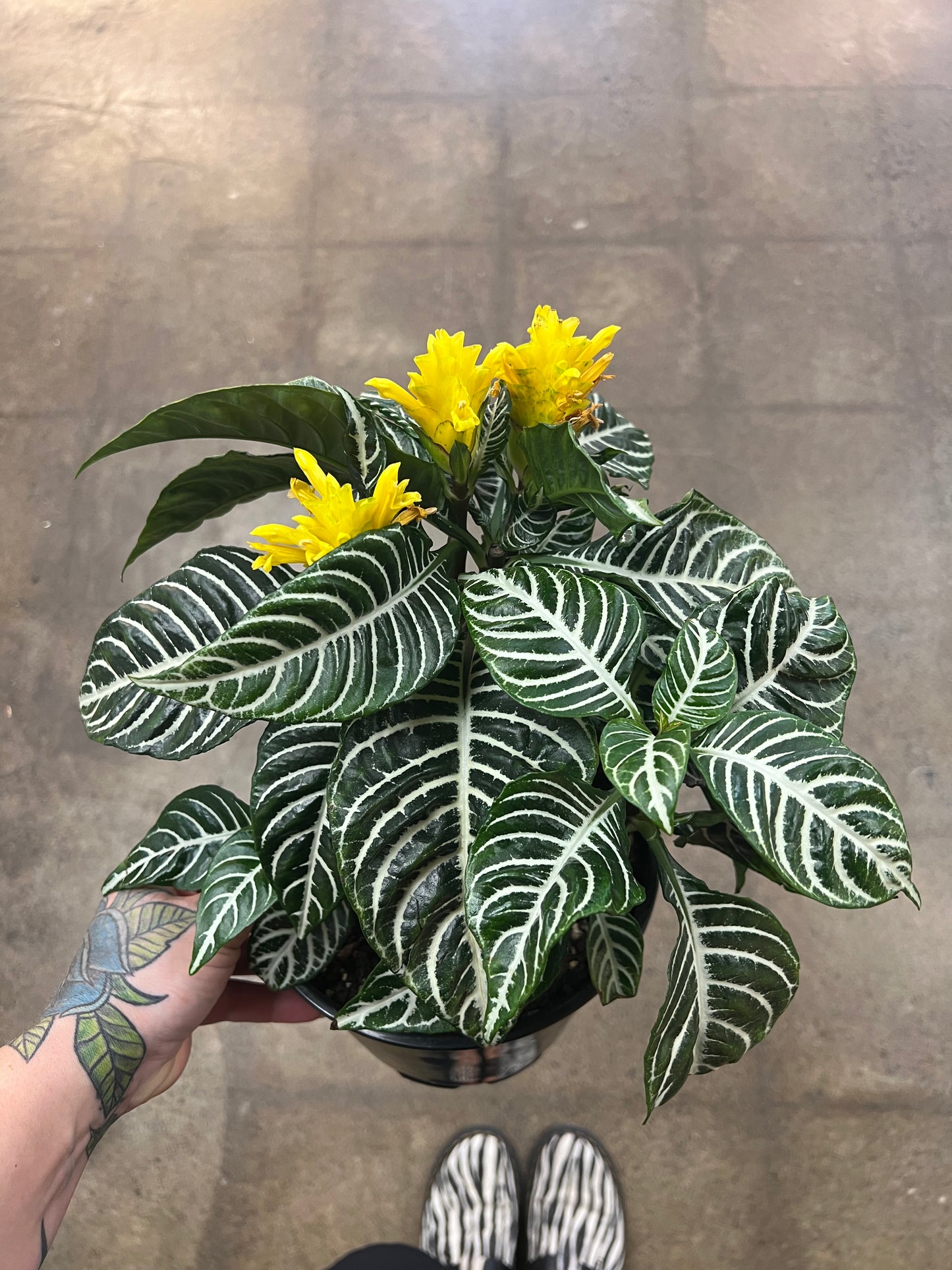Aphelandra Dania
