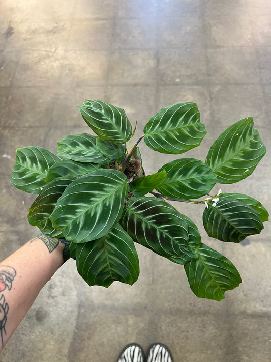 Maranta Leuconeura Cat Moustache