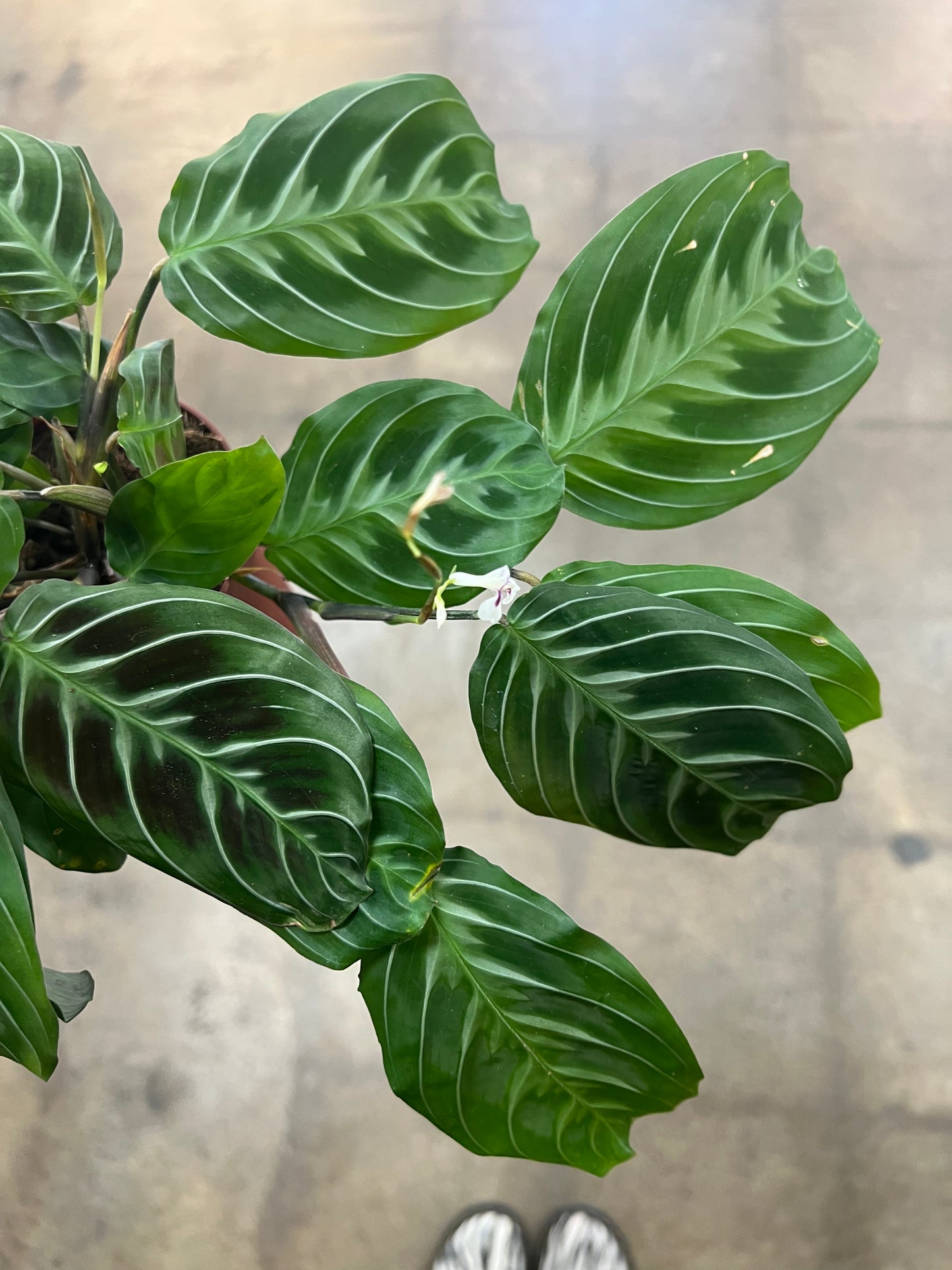 Maranta Leuconeura Cat Moustache