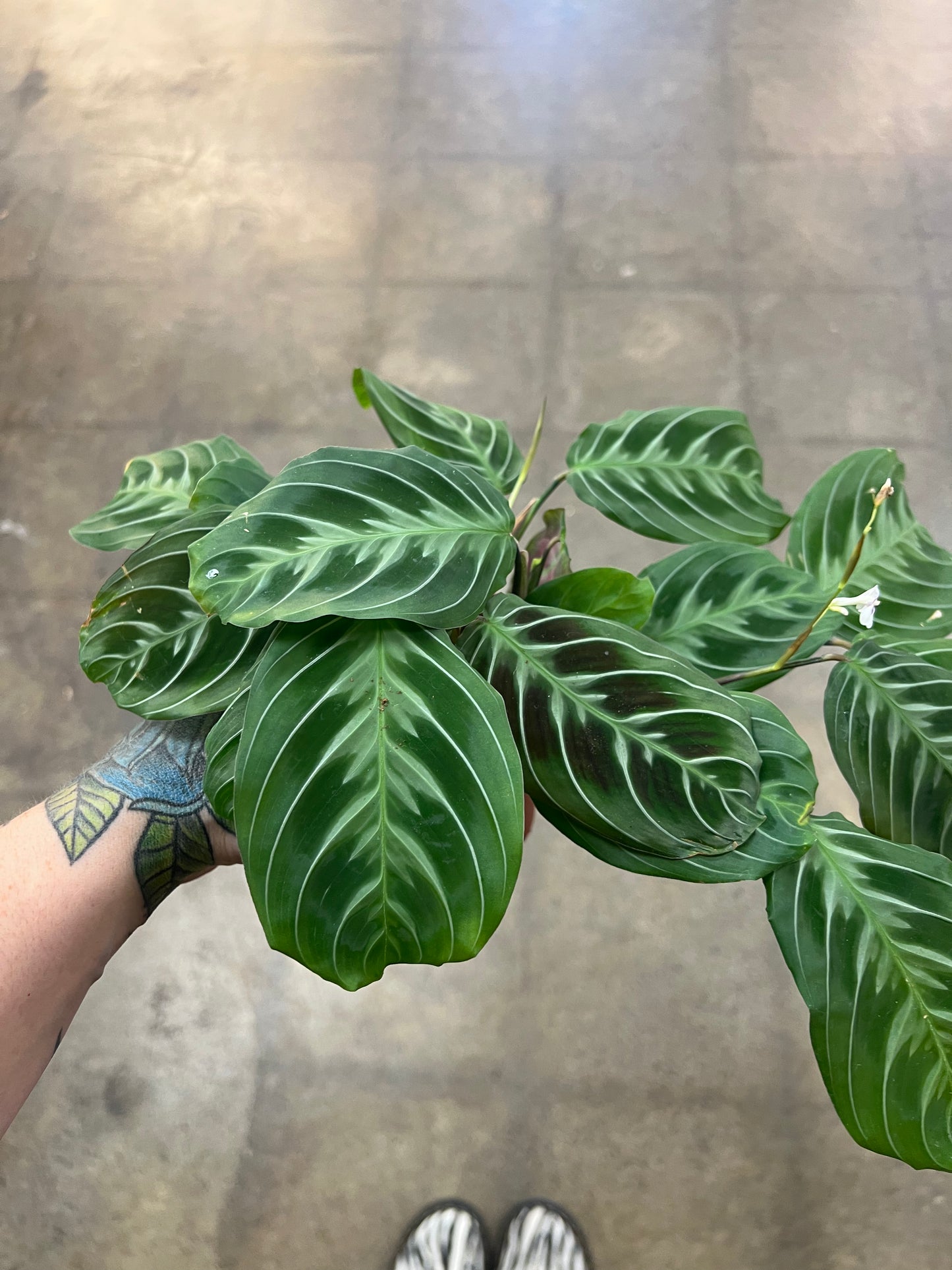 Maranta Leuconeura Cat Moustache