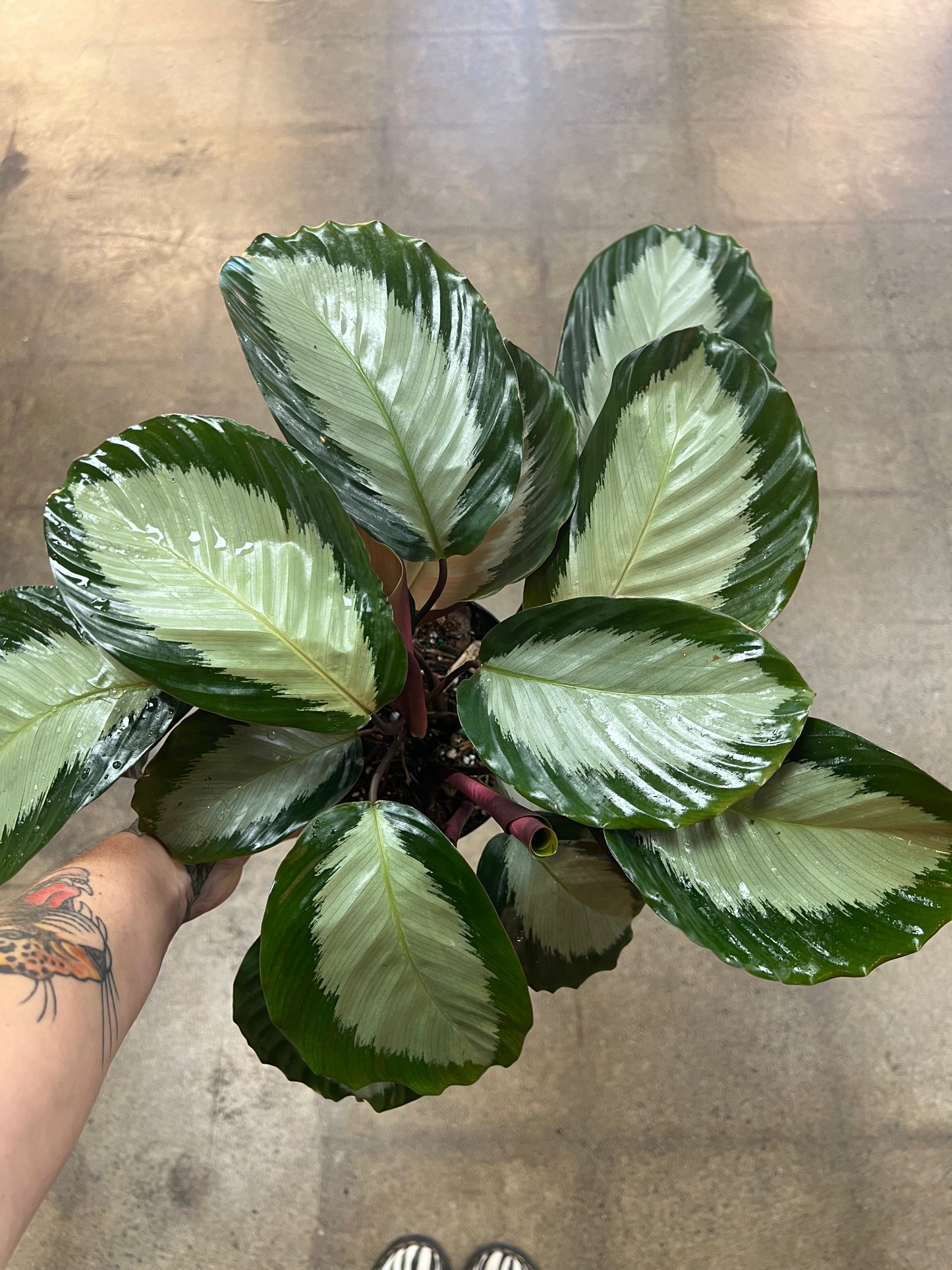 Calathea Royal Standard