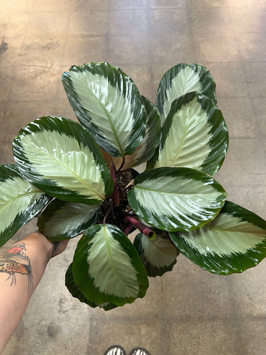 Calathea Royal Standard