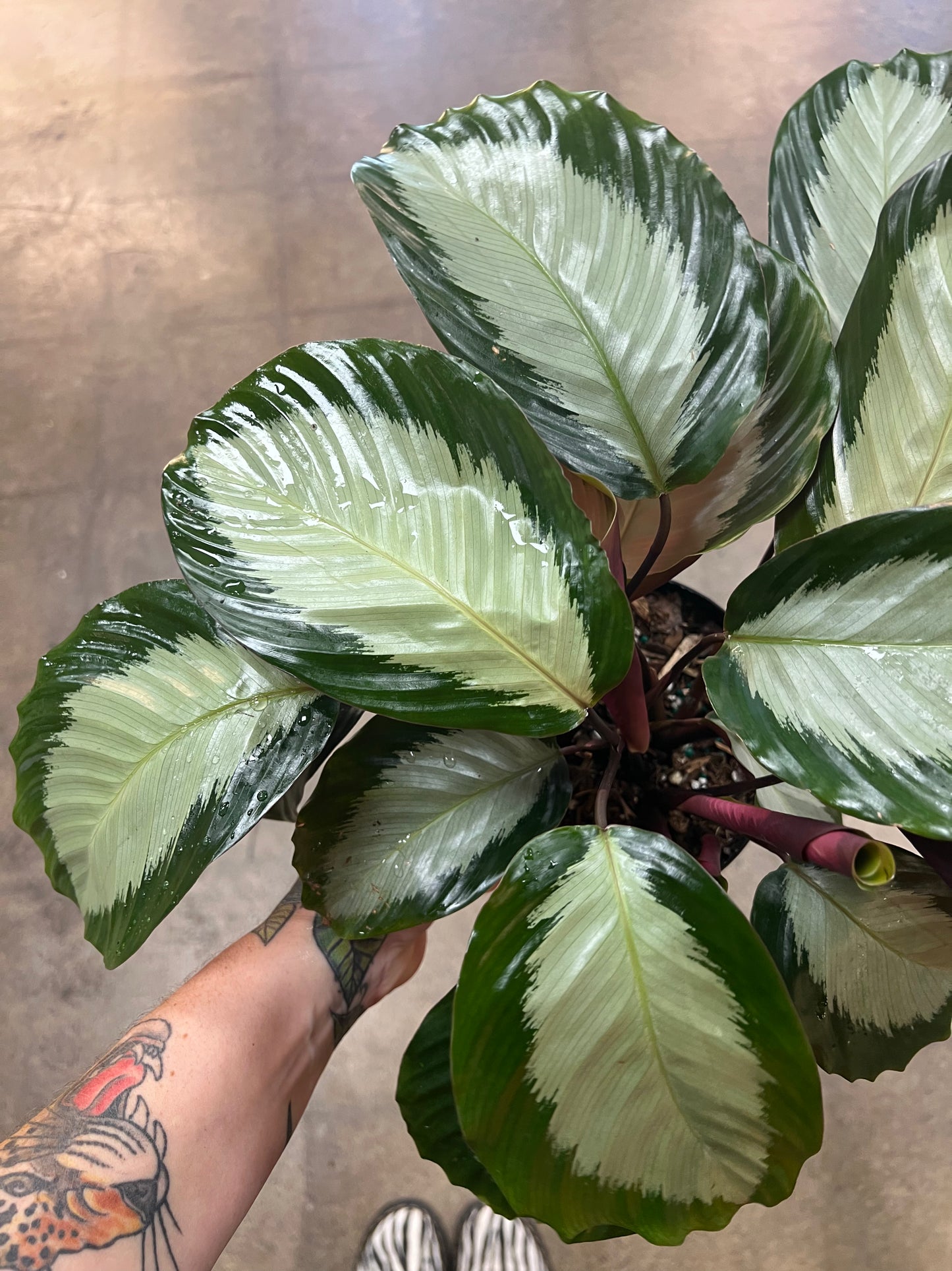Calathea Royal Standard