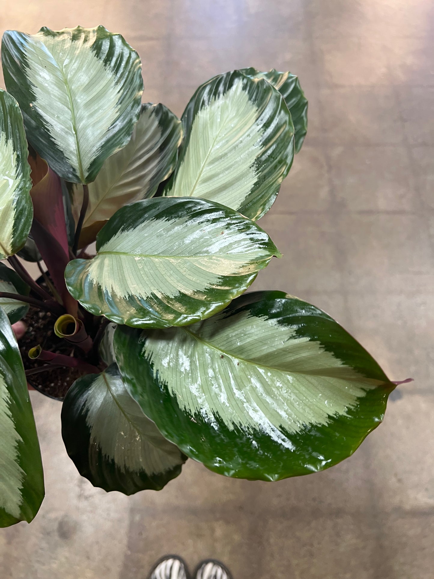 Calathea Royal Standard