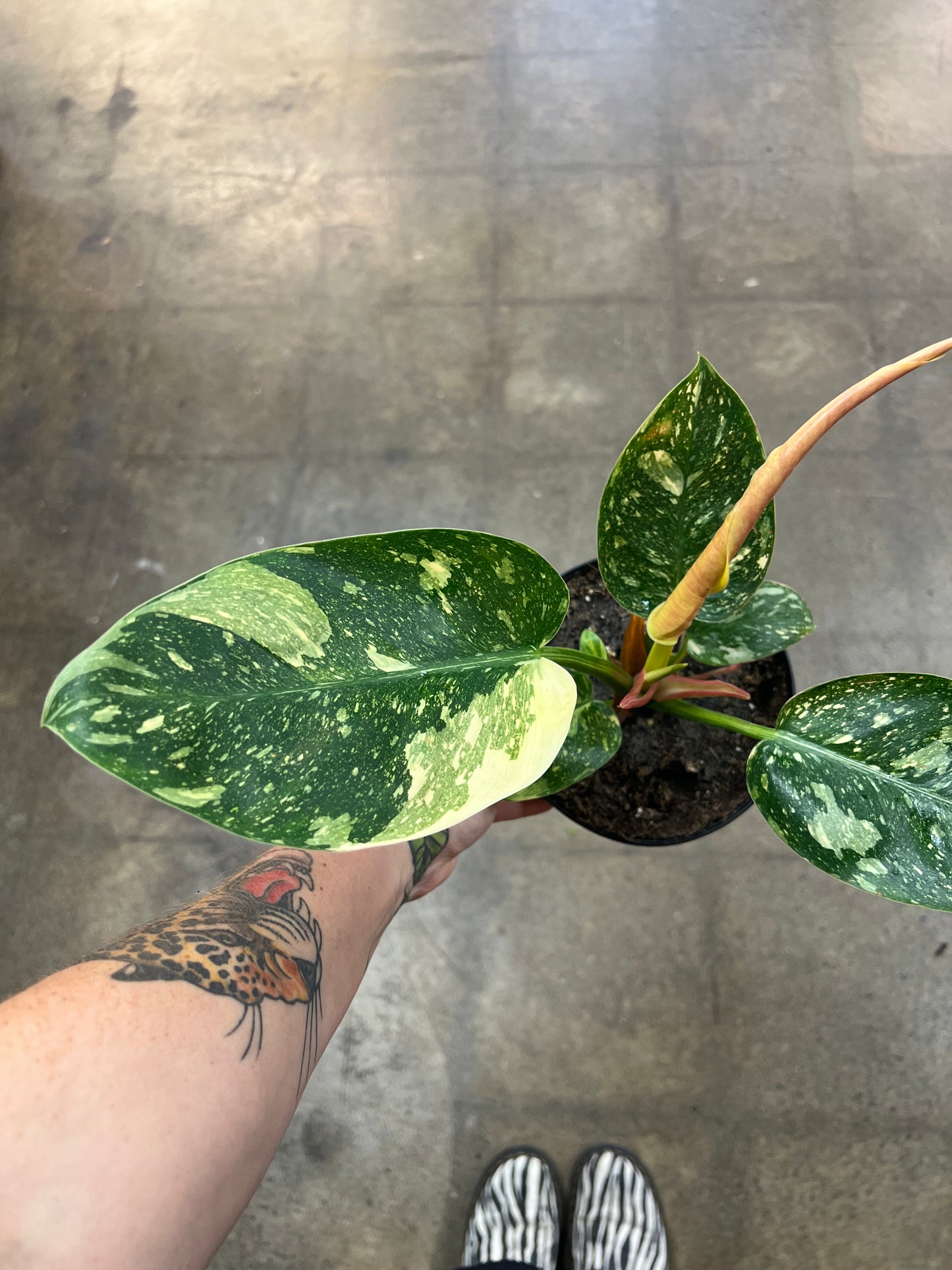 Philodendron Green Congo Nuclear