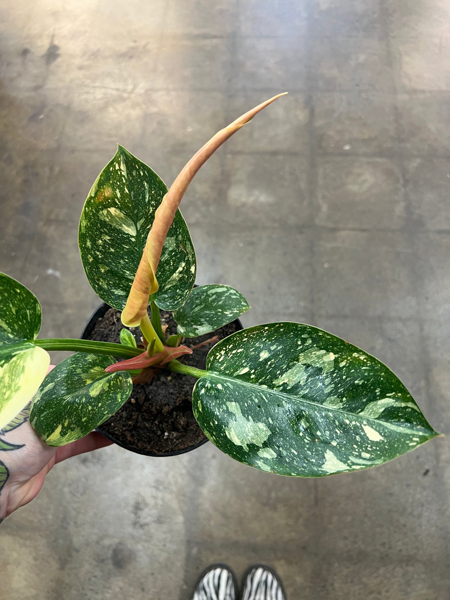 Philodendron Green Congo Nuclear