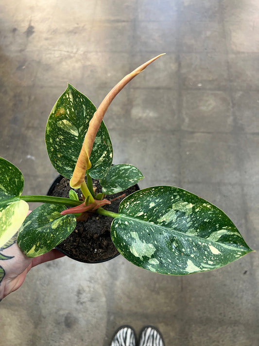 Philodendron Green Congo Nuclear