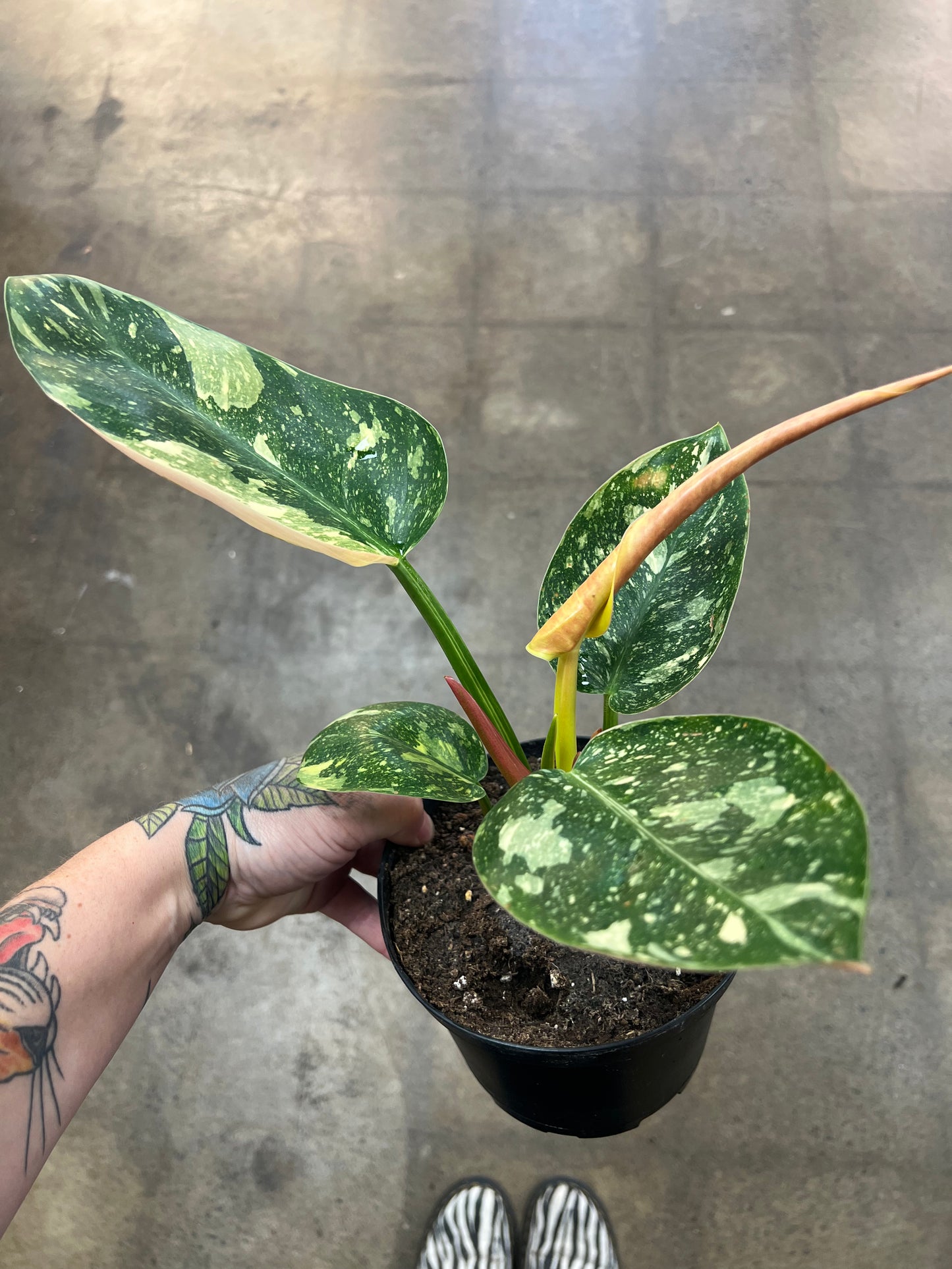 Philodendron Green Congo Nuclear