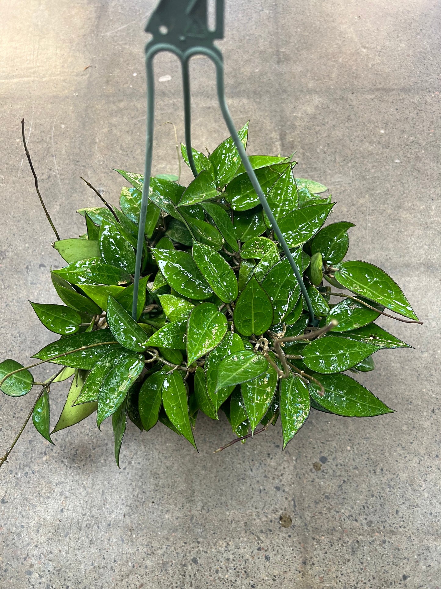 Hoya Black Margin