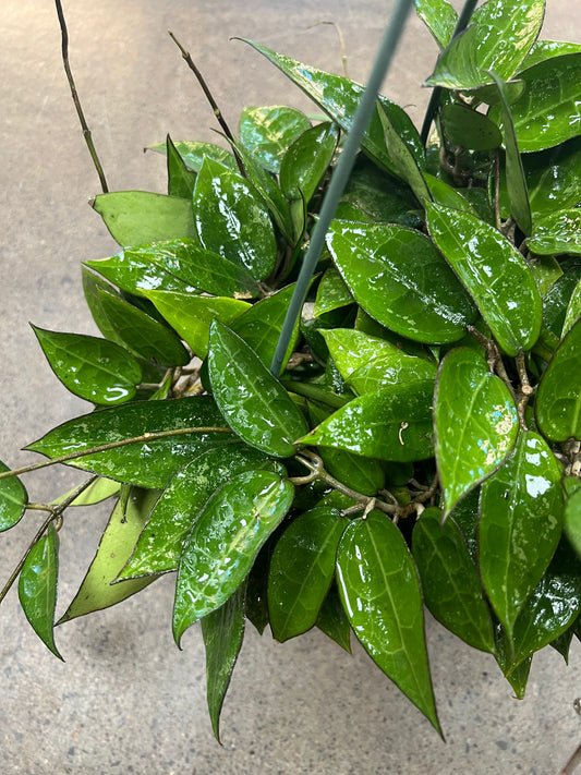 Hoya Black Margin