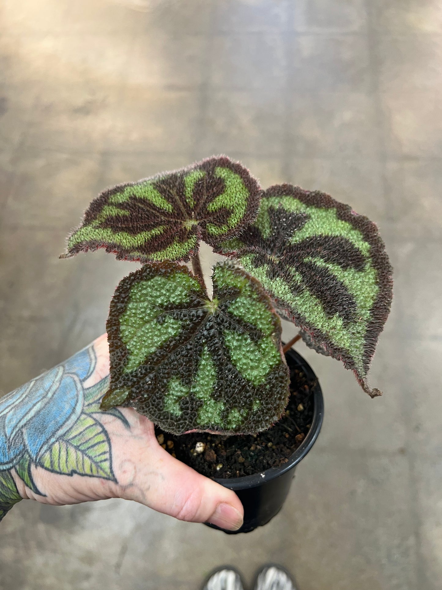 Bégonia Masoniana