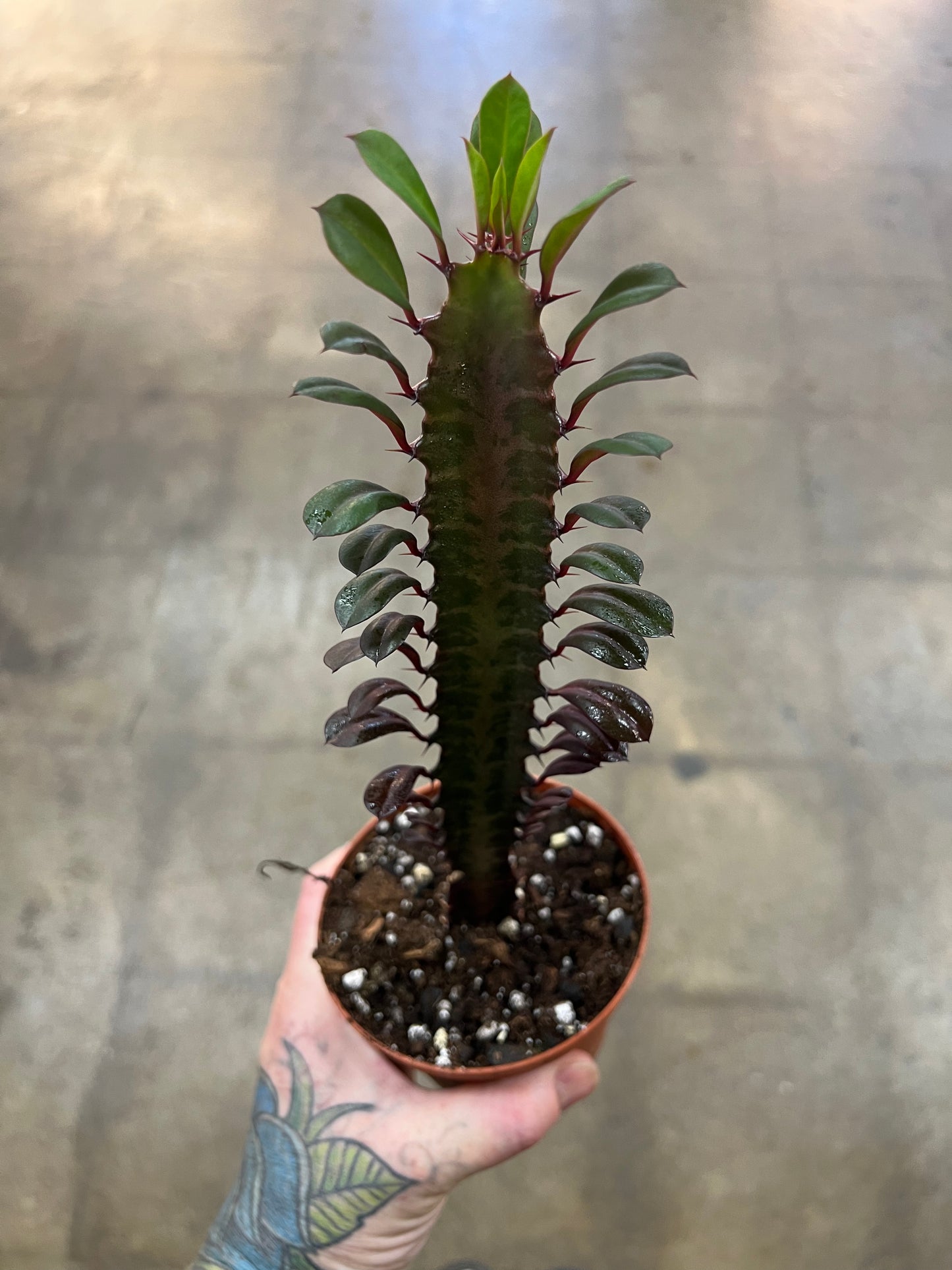 Euphorbia Trigona Rubra