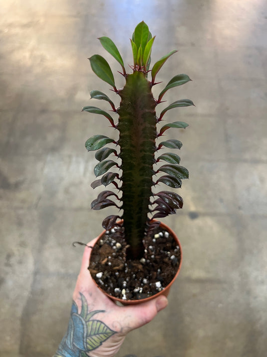 Euphorbia Trigona Rubra