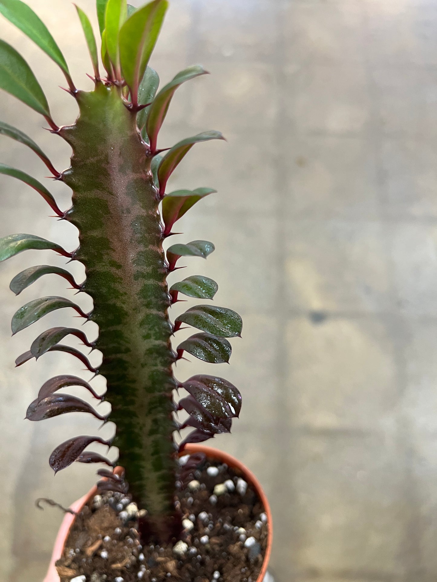 Euphorbia Trigona Rubra