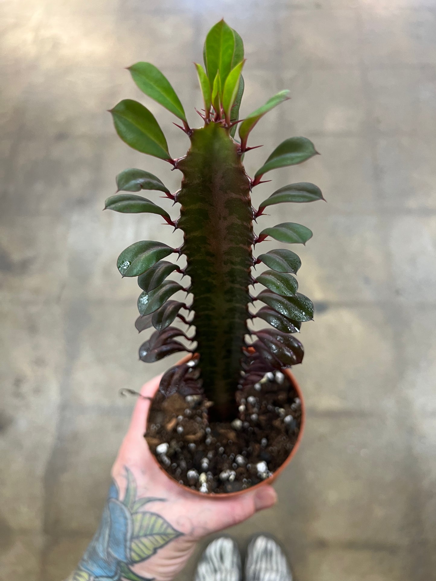 Euphorbia Trigona Rubra