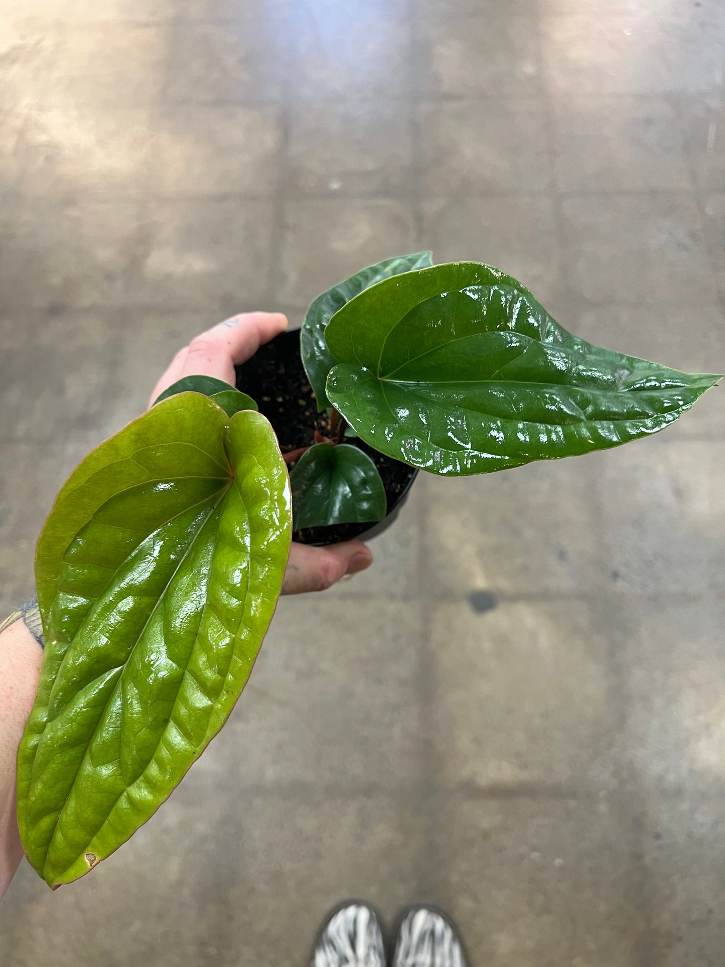 Anthurium Radicans x Luxurians