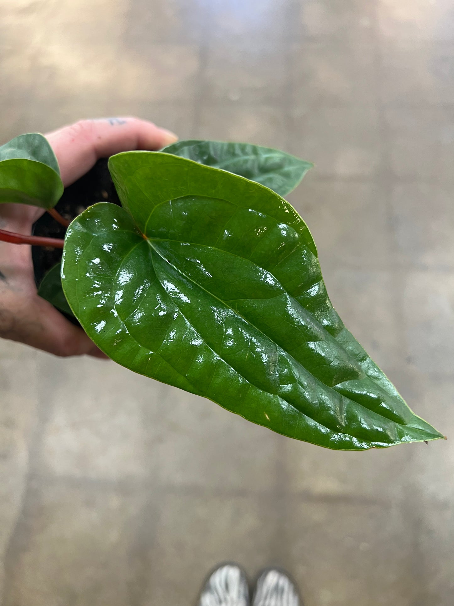 Anthurium Radicans x Luxurians