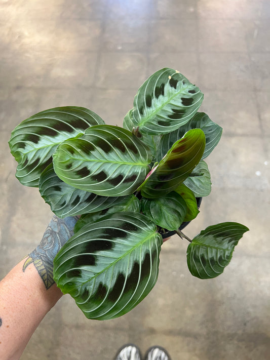 Maranta Massangeana Black