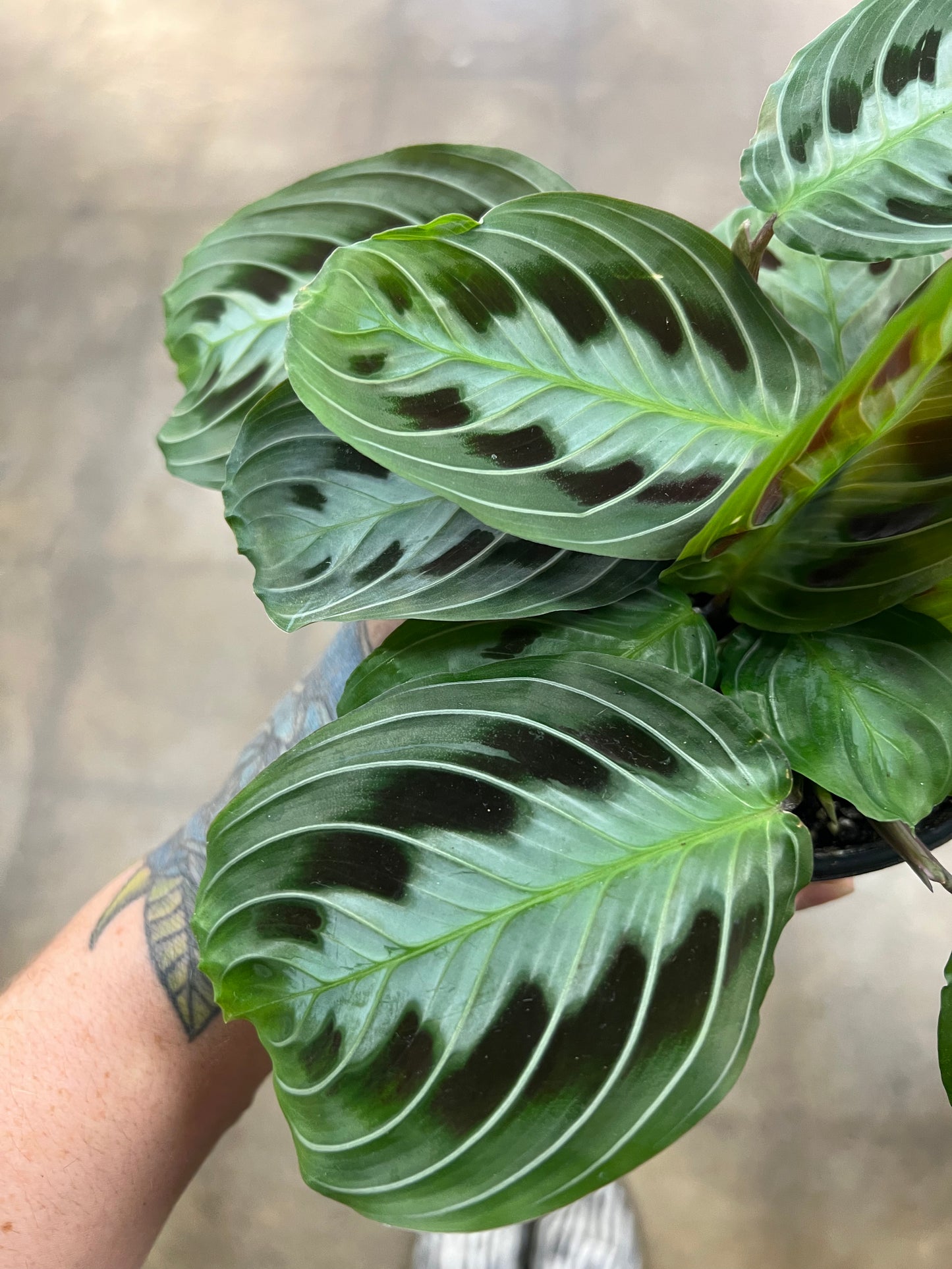 Maranta Massangeana Black