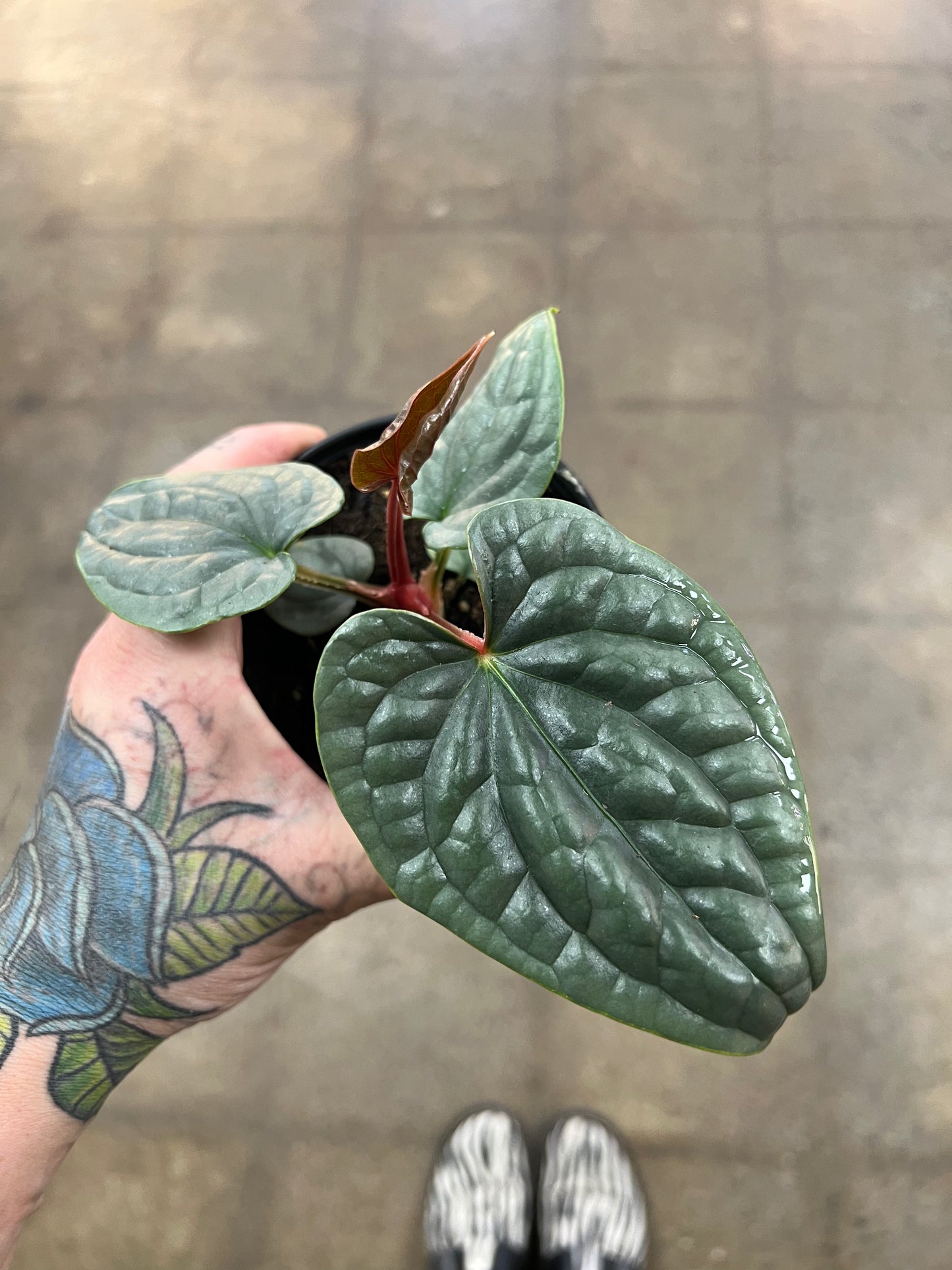 Anthurium Luxurians Silver