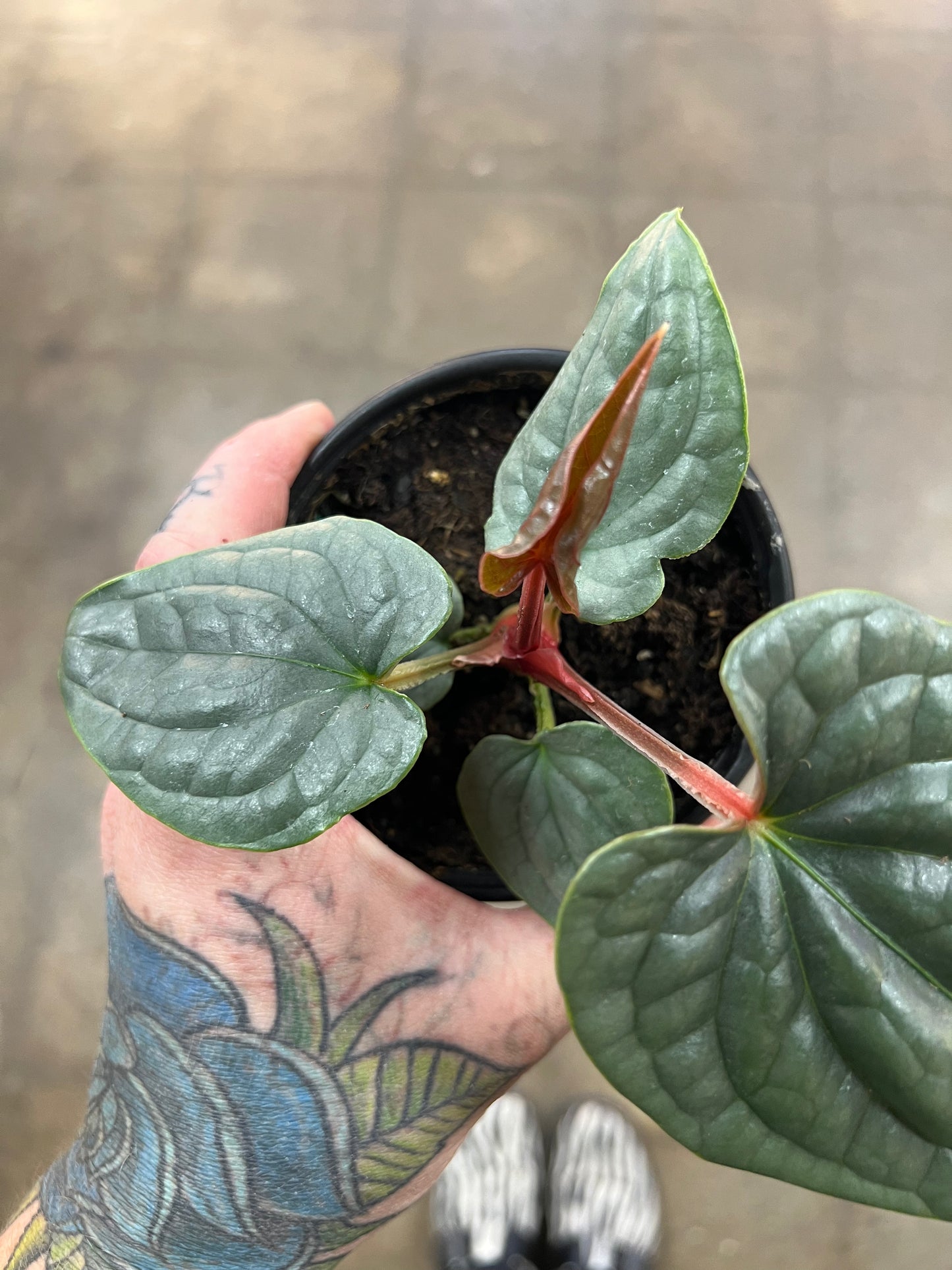 Anthurium Luxurians Silver