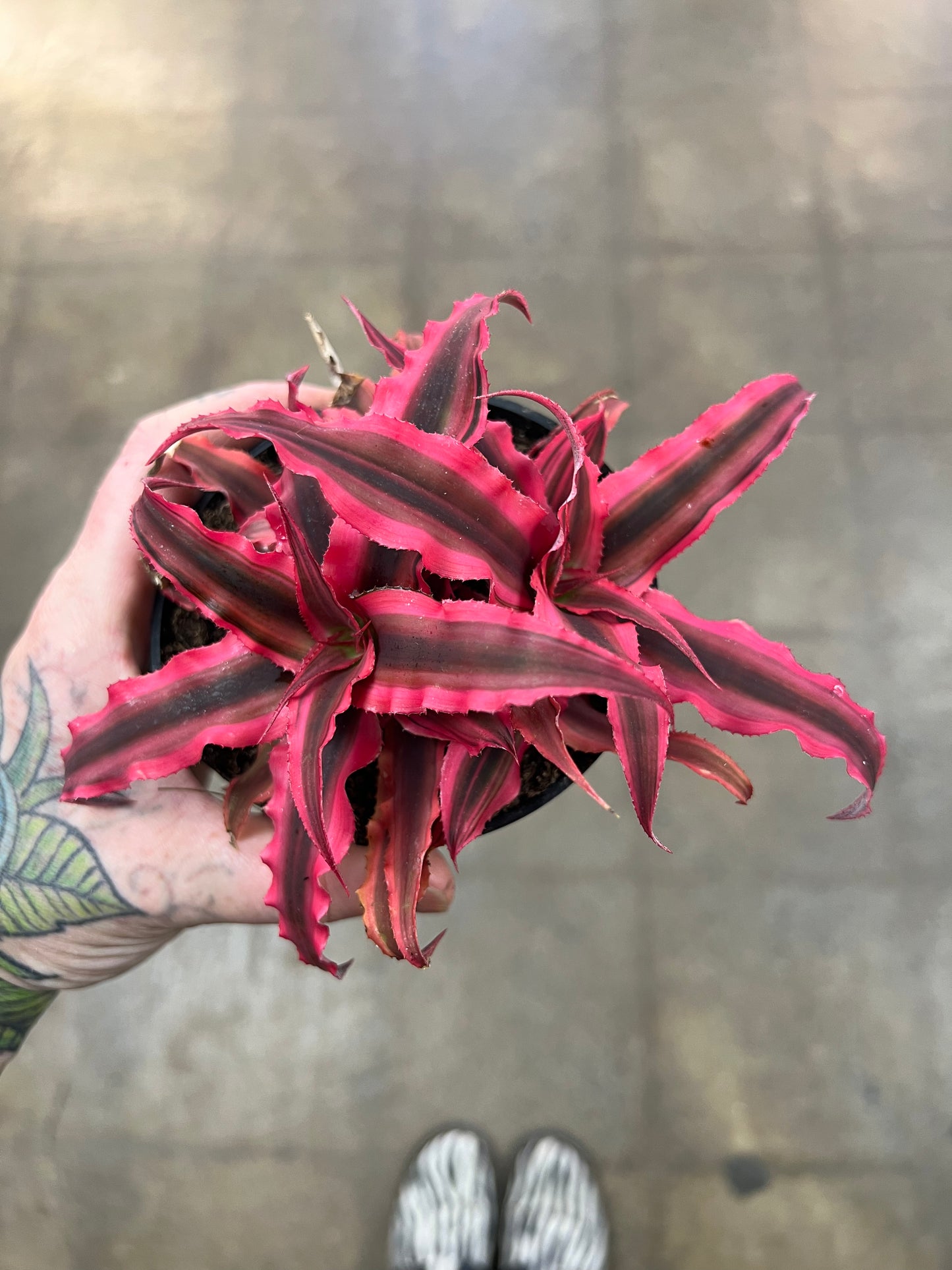 Cryptanthus Pink Earth Star