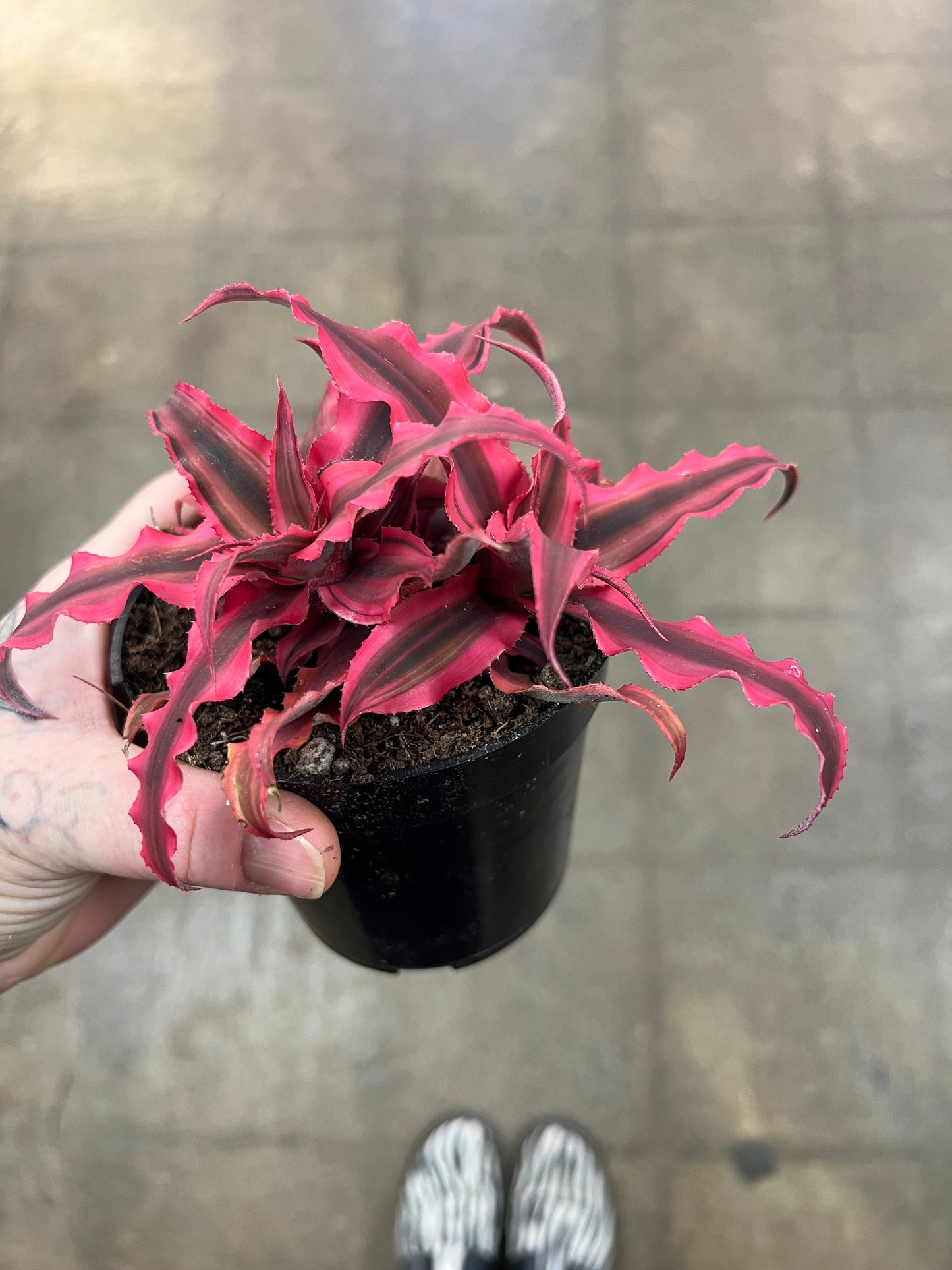 Cryptanthus Pink Earth Star