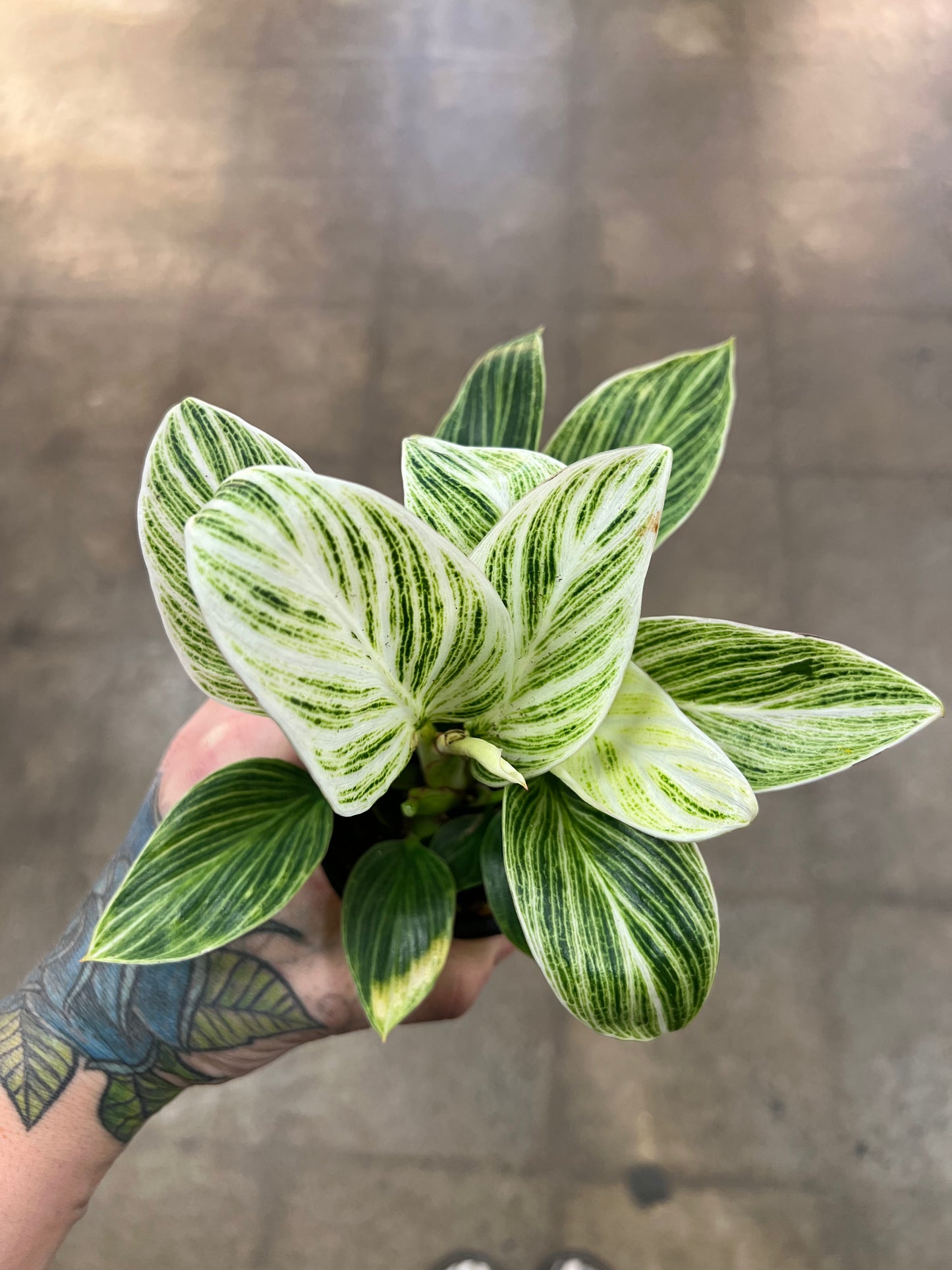 Philodendron Birkin Galaxy