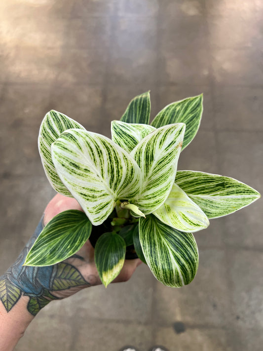 Philodendron Birkin Galaxy