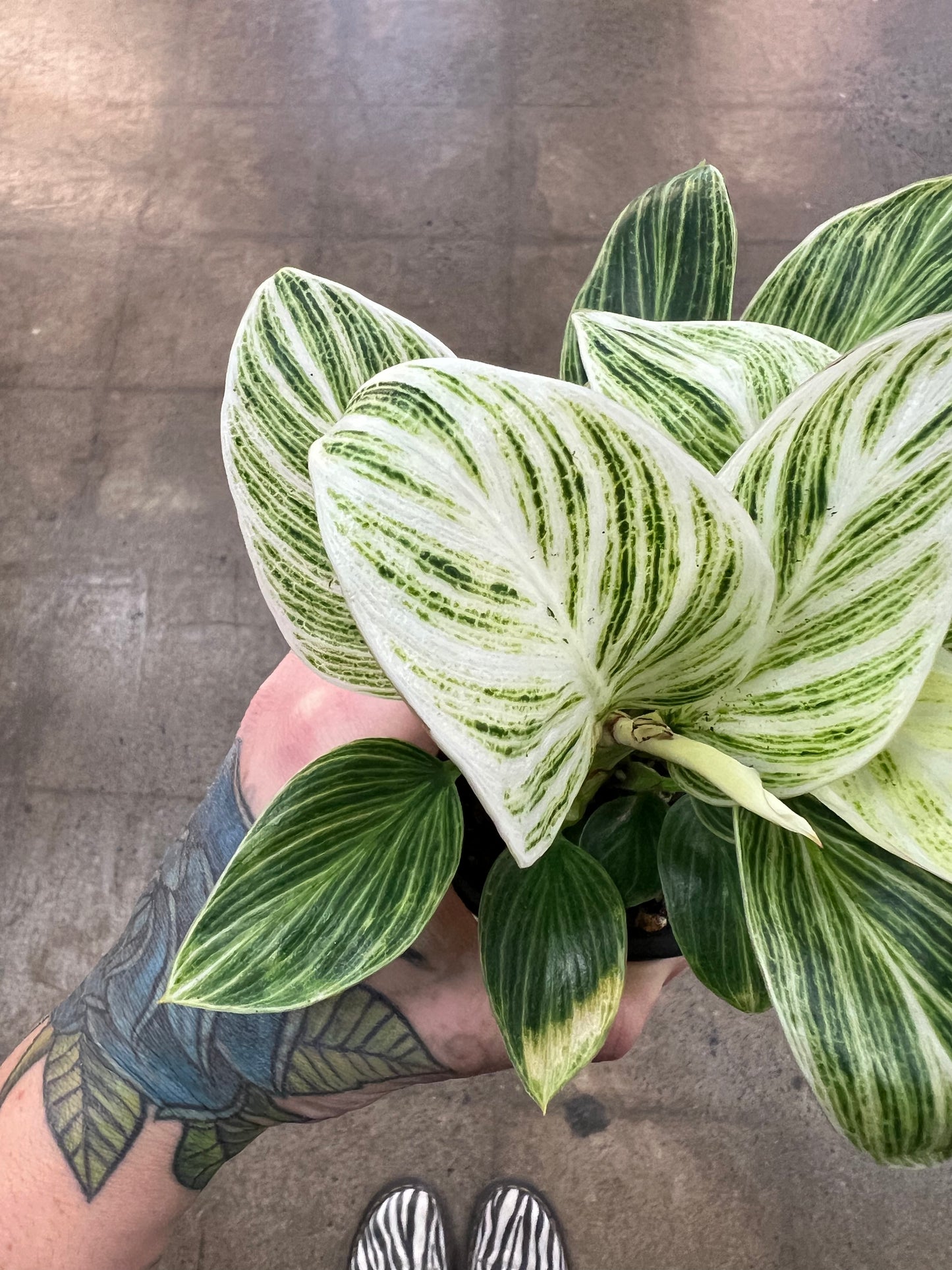 Philodendron Birkin Galaxy