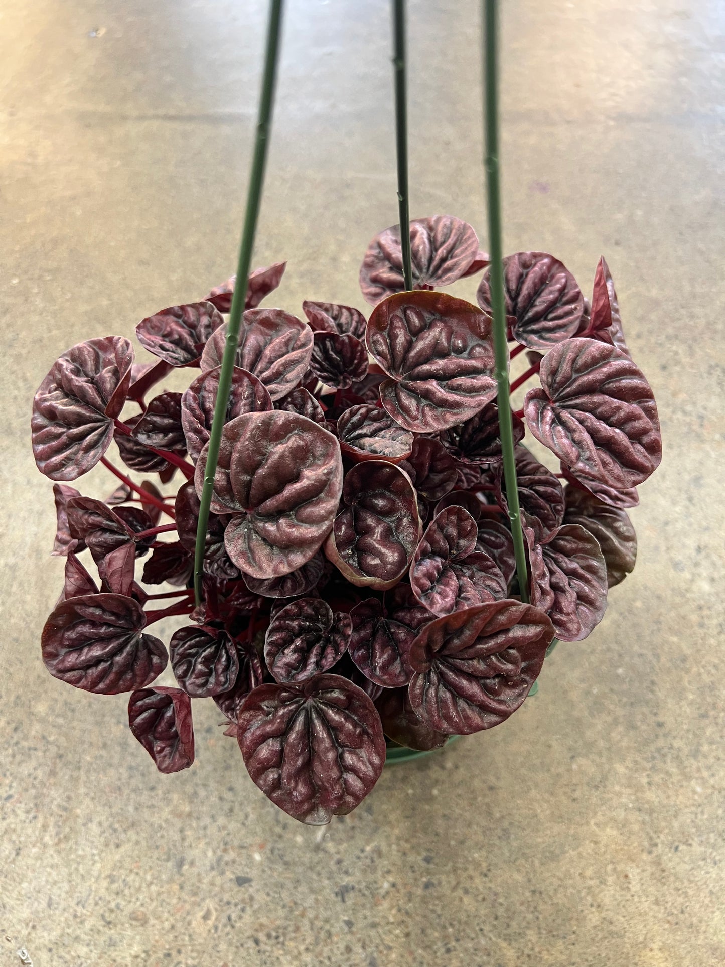 Peperomia Red Luna