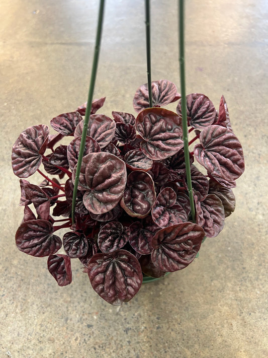 Peperomia Red Luna
