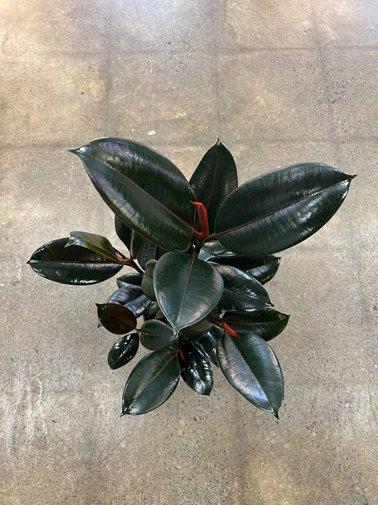 Ficus Burgundy