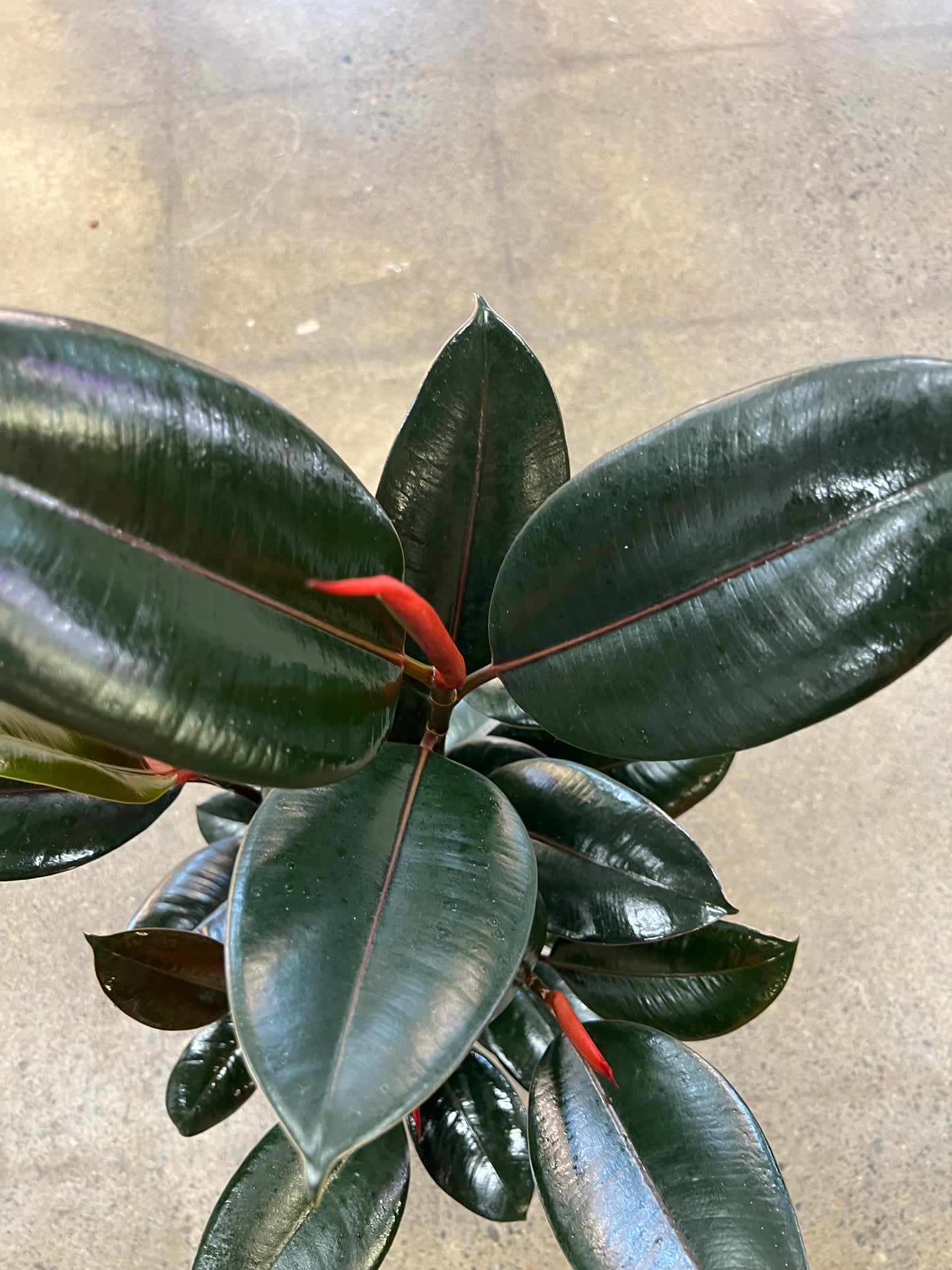 Ficus Burgundy