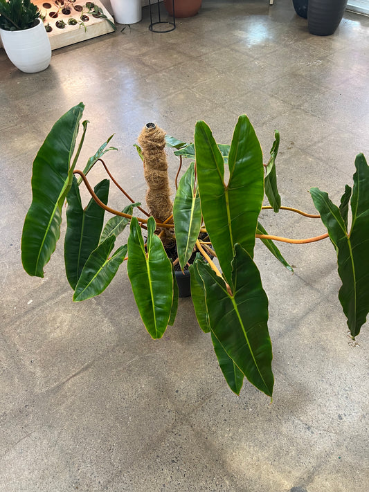 Philodendron Billietiae