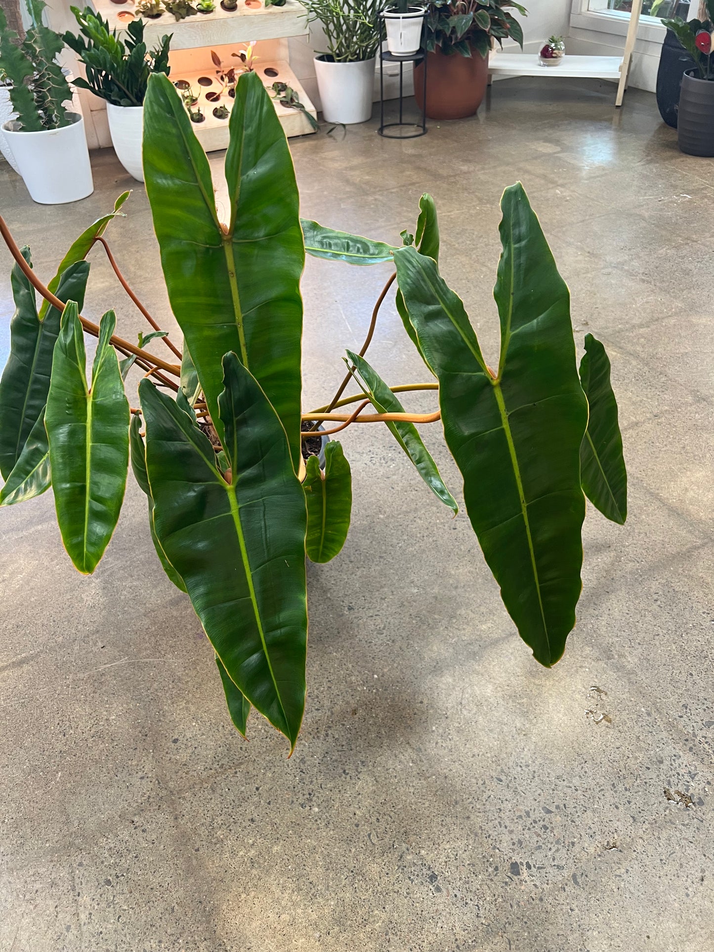 Philodendron Billietiae