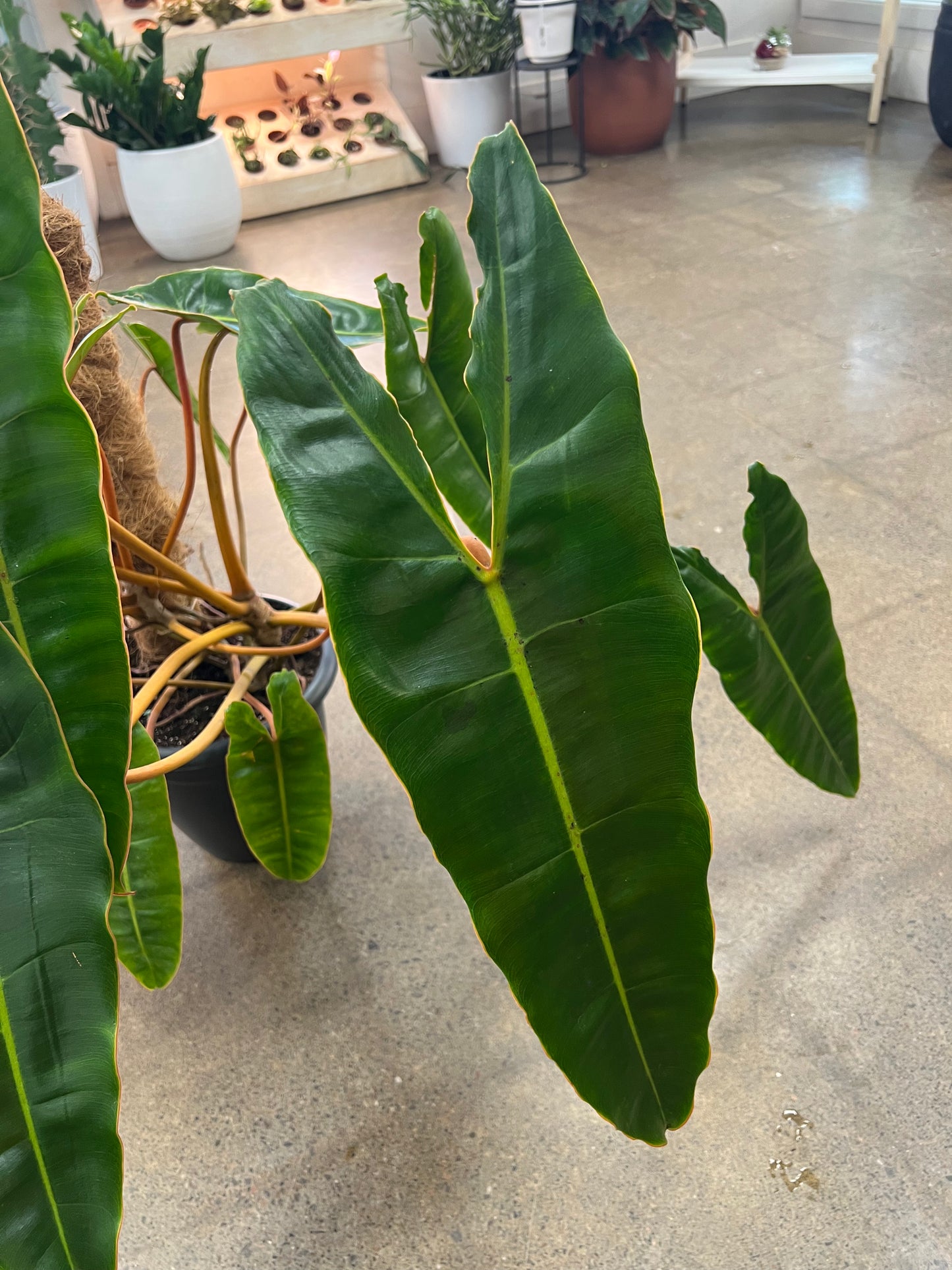 Philodendron Billietiae