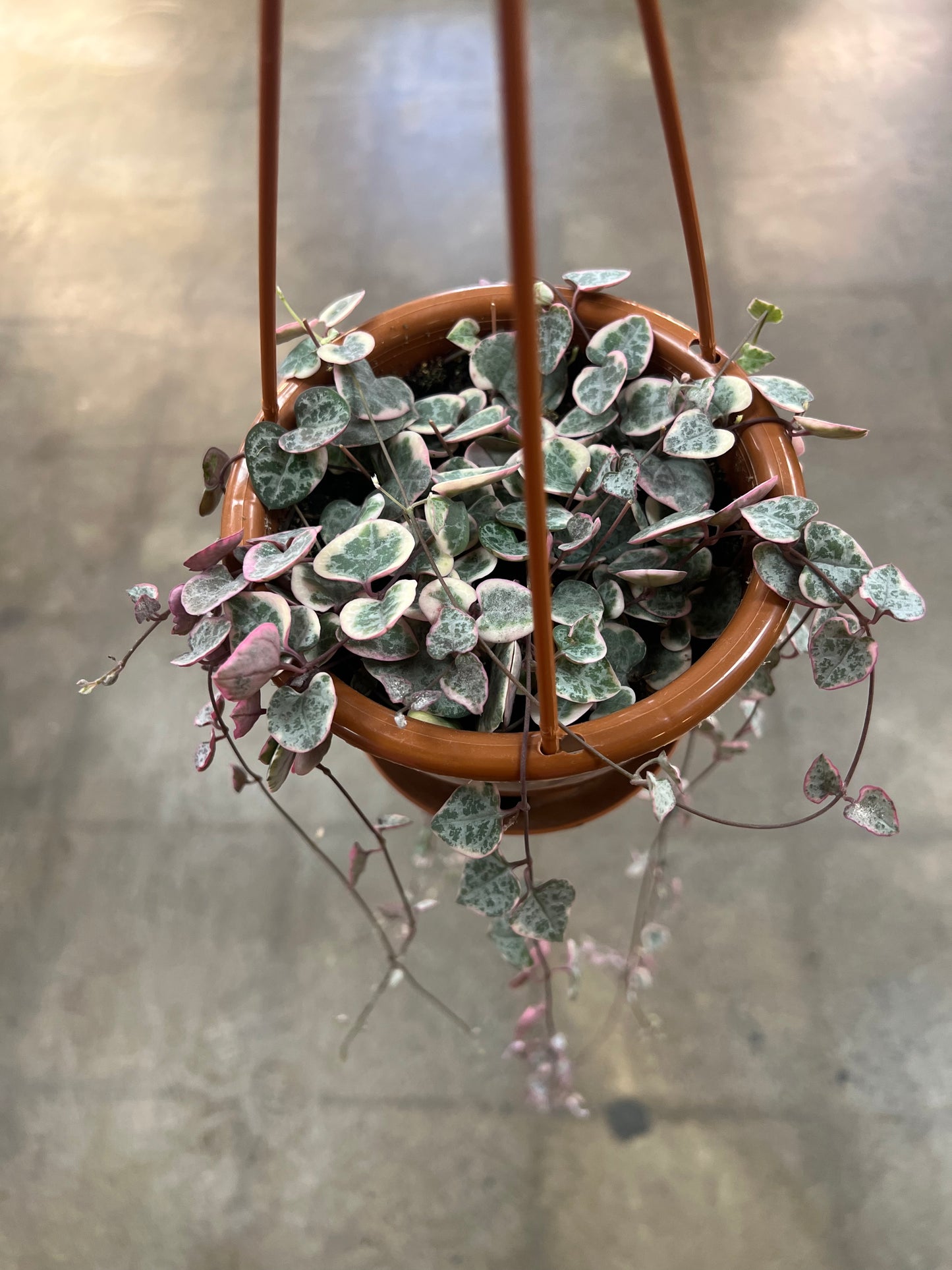 Chaînes de coeur Panaché