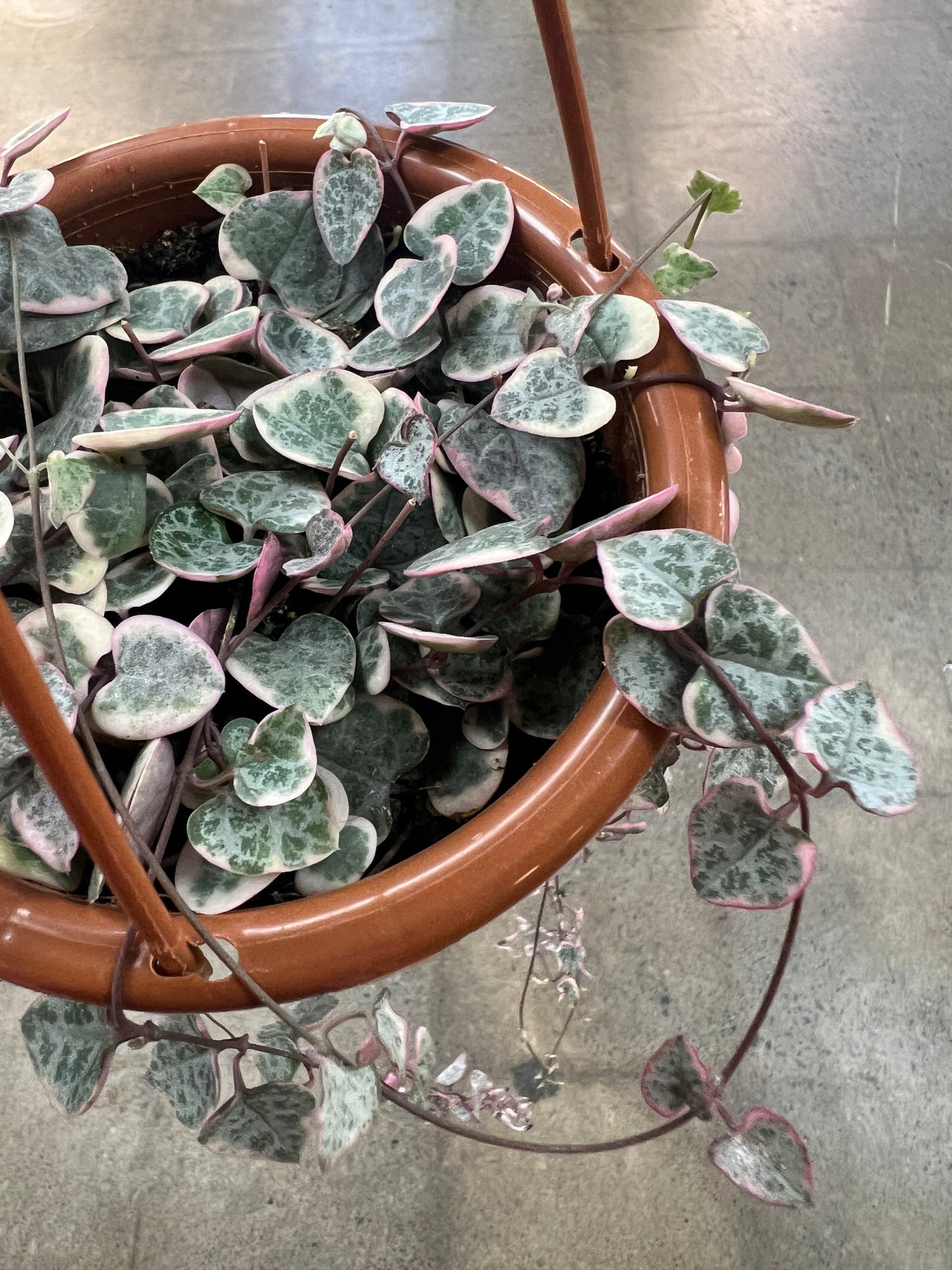 Chaînes de coeur Panaché