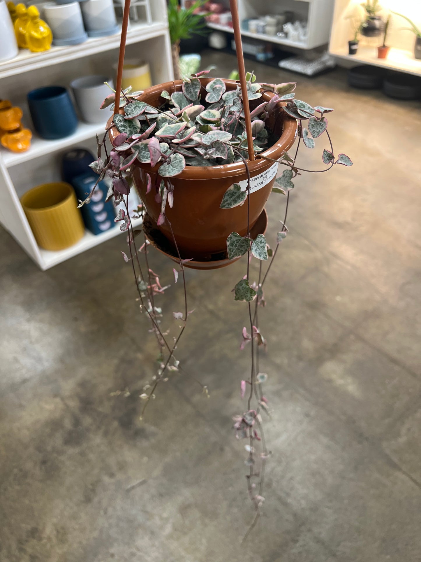 Chaînes de coeur Panaché