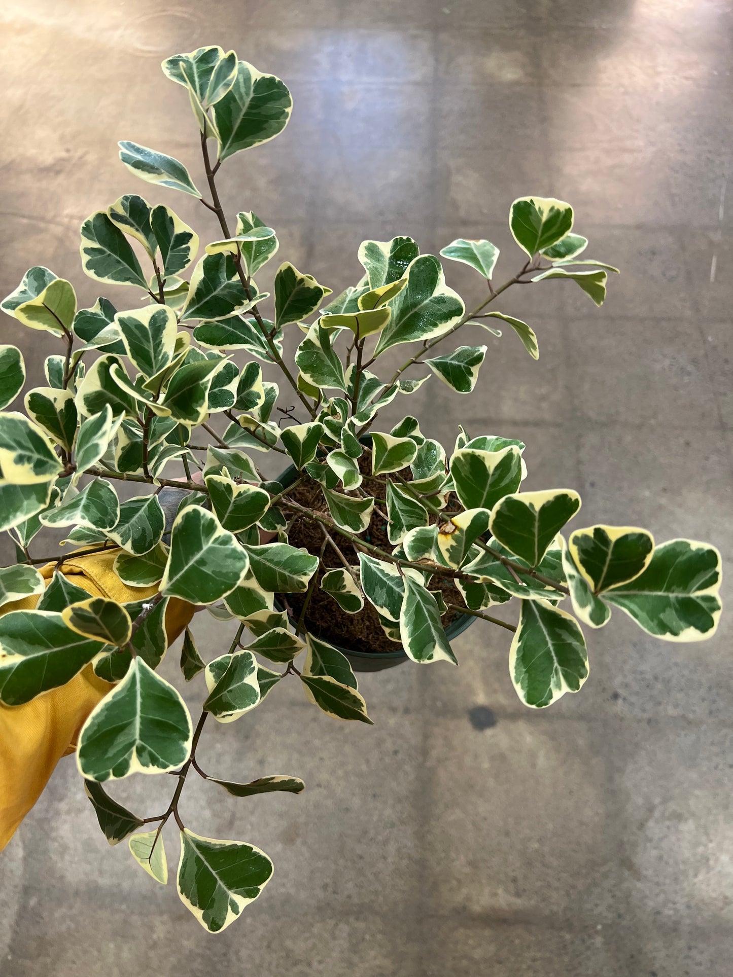 Ficus Triangularis