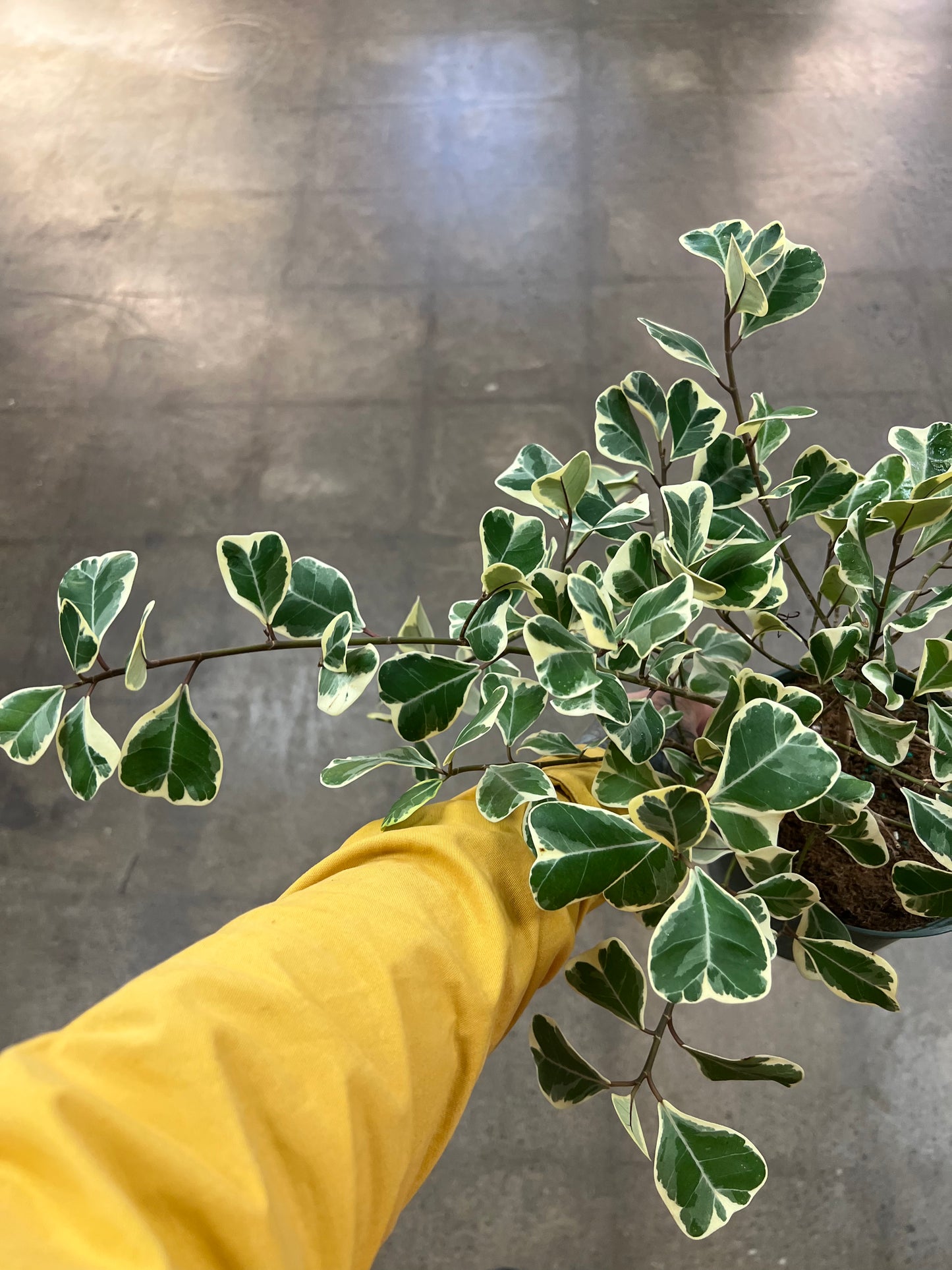 Ficus Triangularis