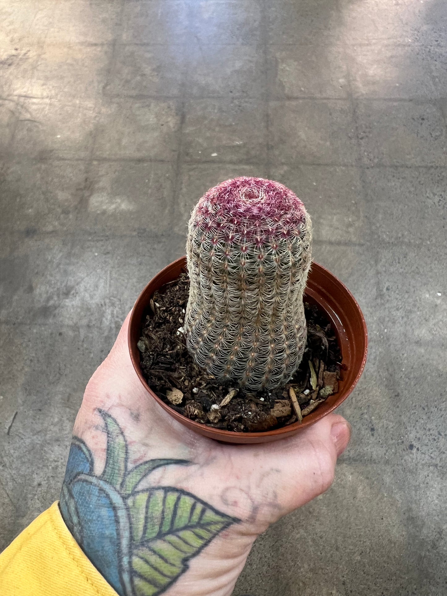 Echinocereus Rigidissimus