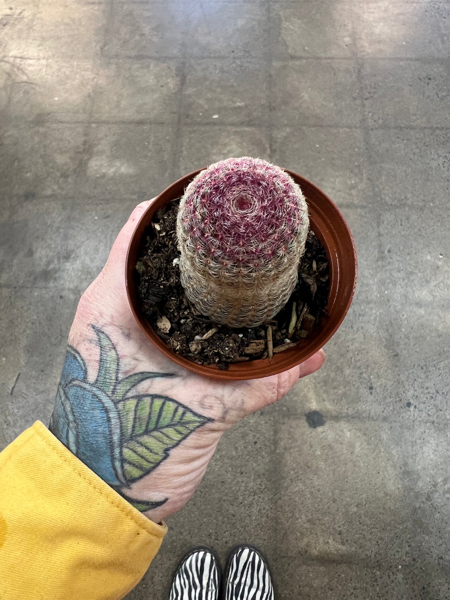 Echinocereus Rigidissimus