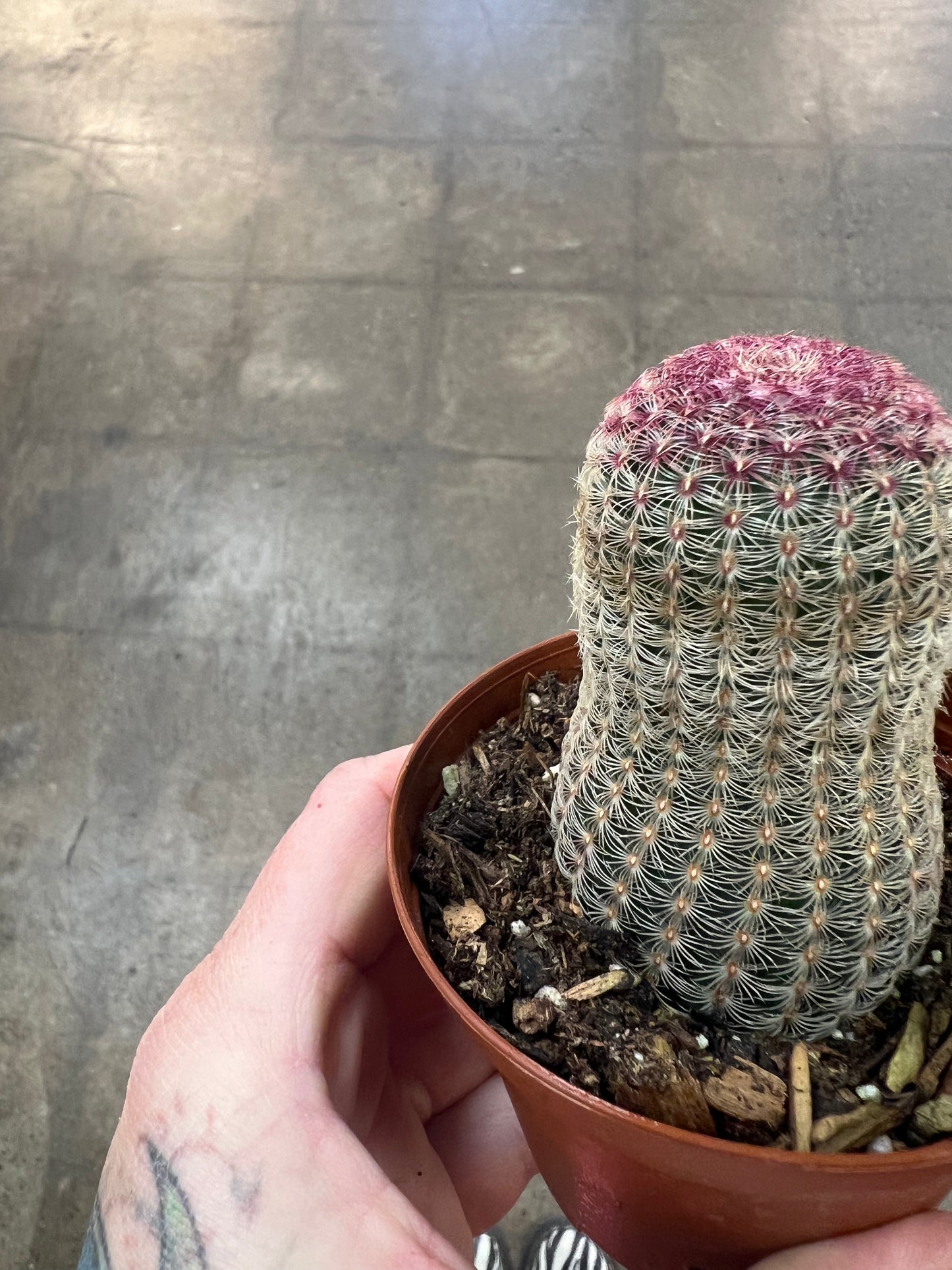 Echinocereus Rigidissimus