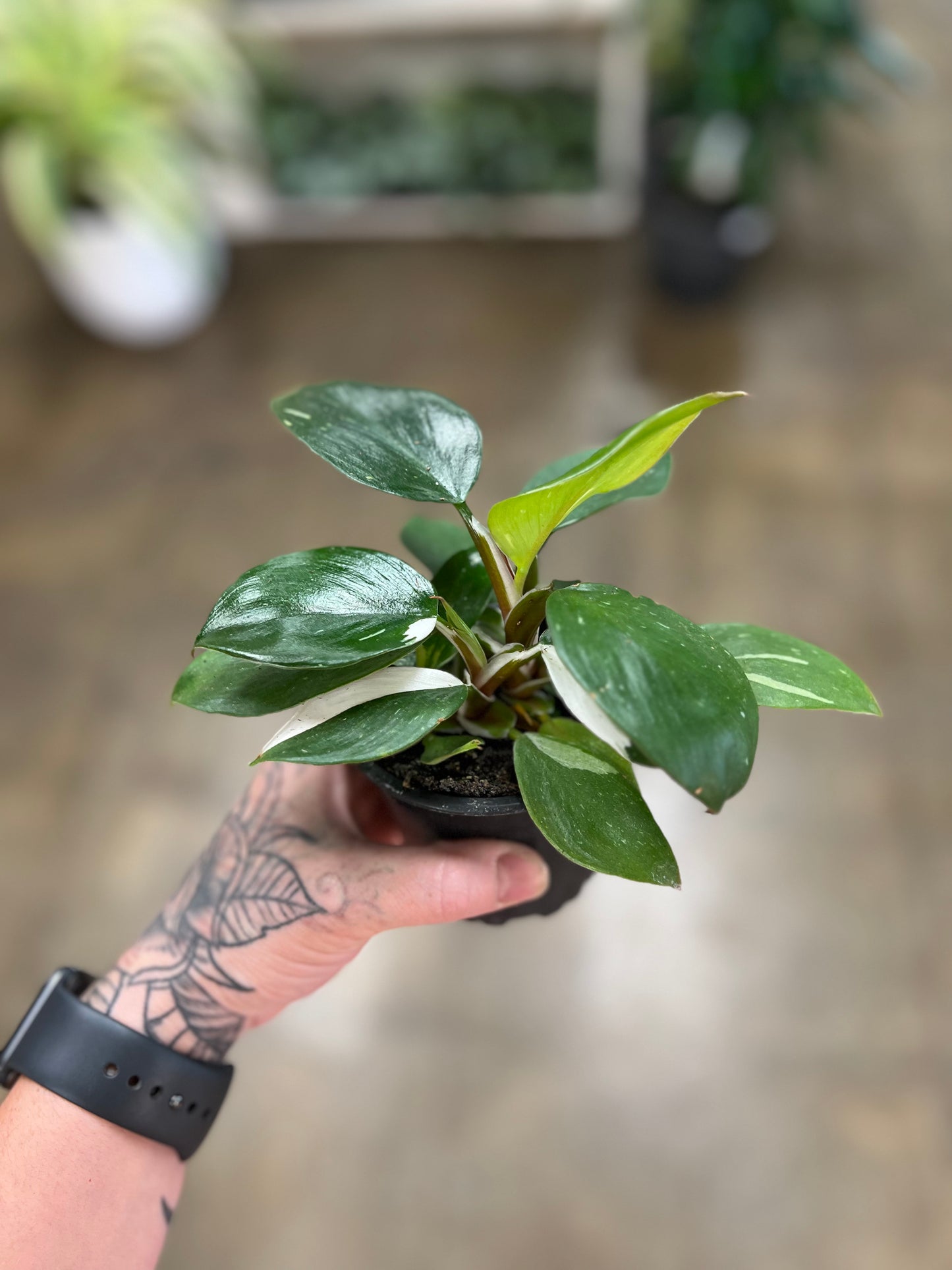 Philodendron White Knight