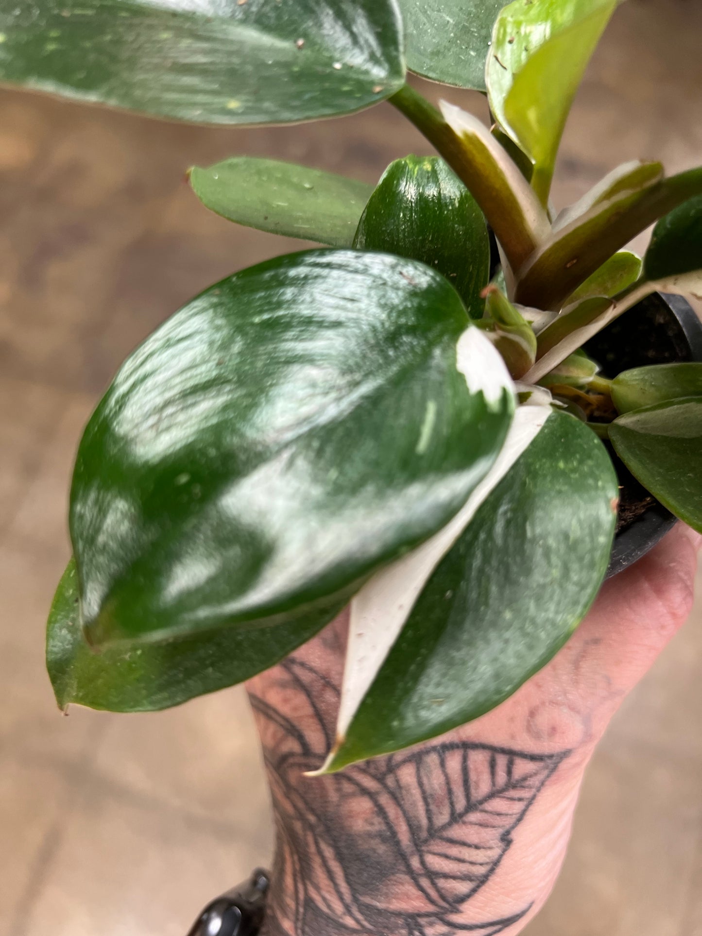 Philodendron White Knight