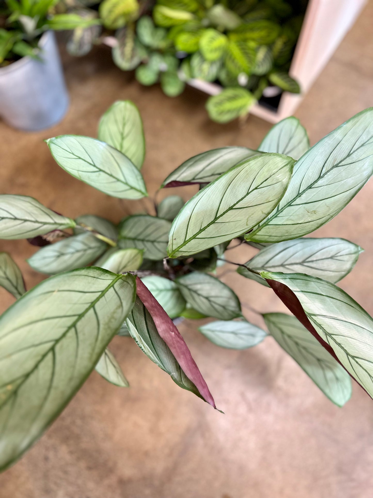 Ctenanthe Setosa Grey Star