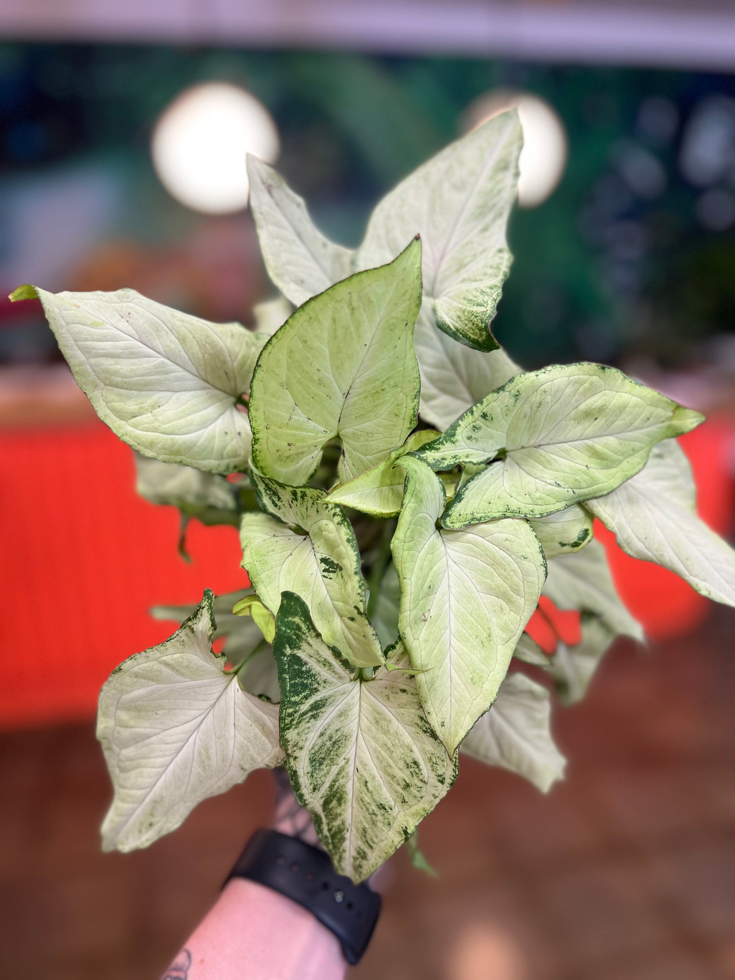 Syngonium Holly