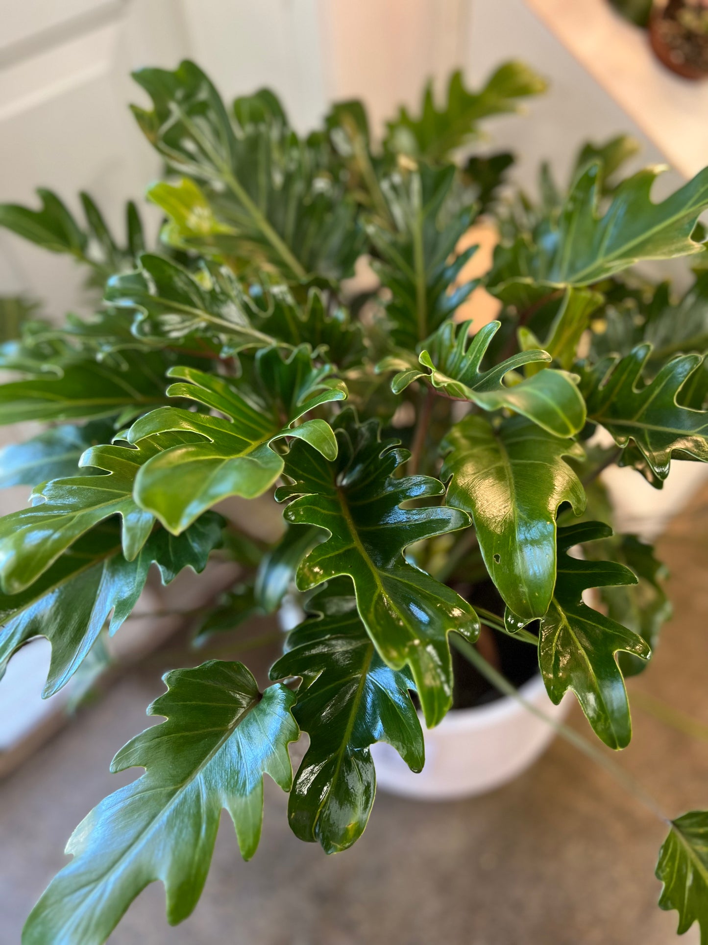 Philodendron Xanadu